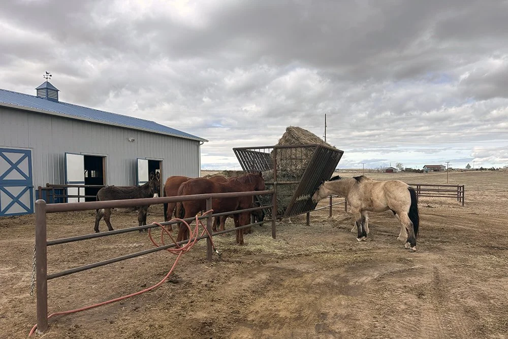 Custom Livestock Feeder Upright