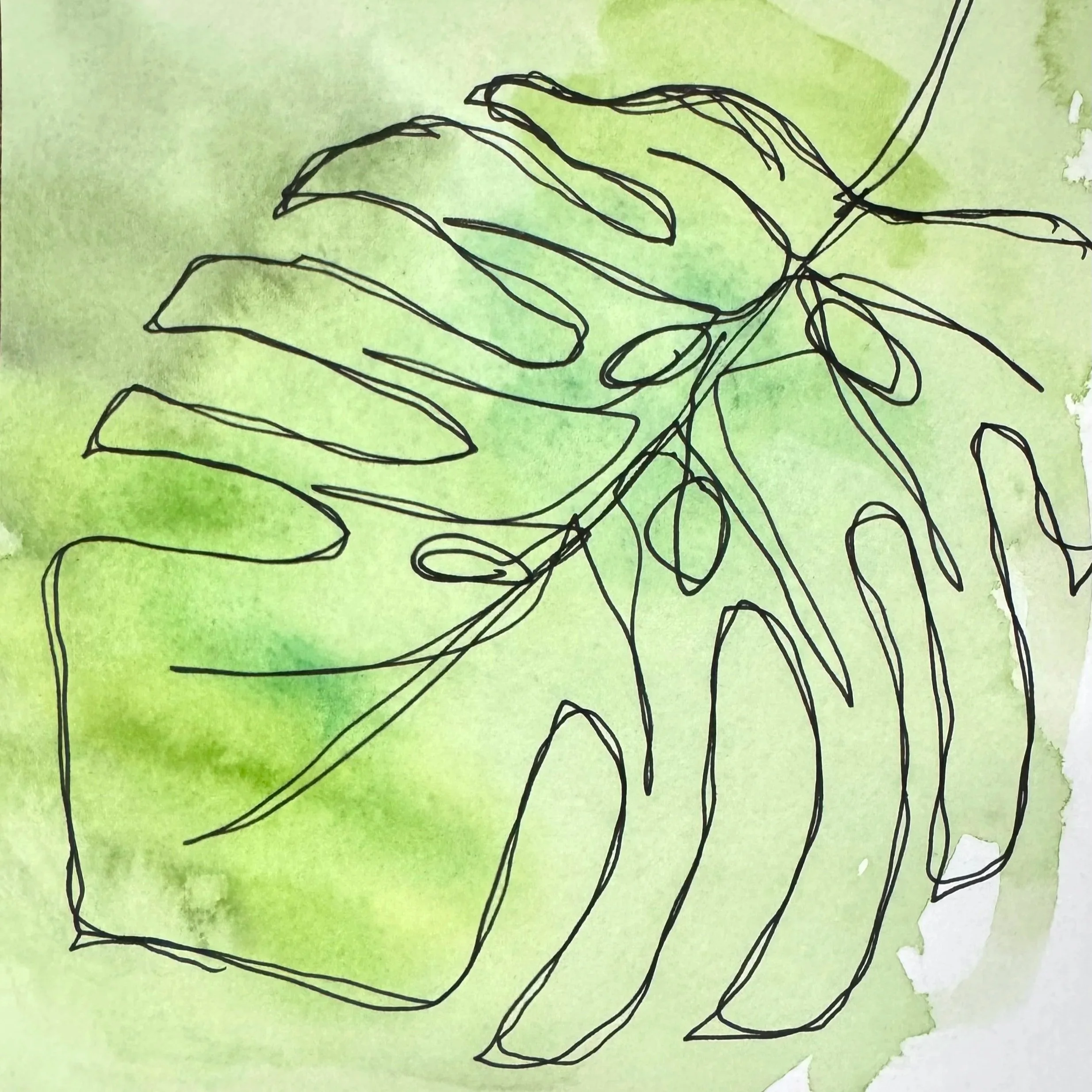 Line drawing of a tropical monstera leaf with black lines over a watercolor green background.