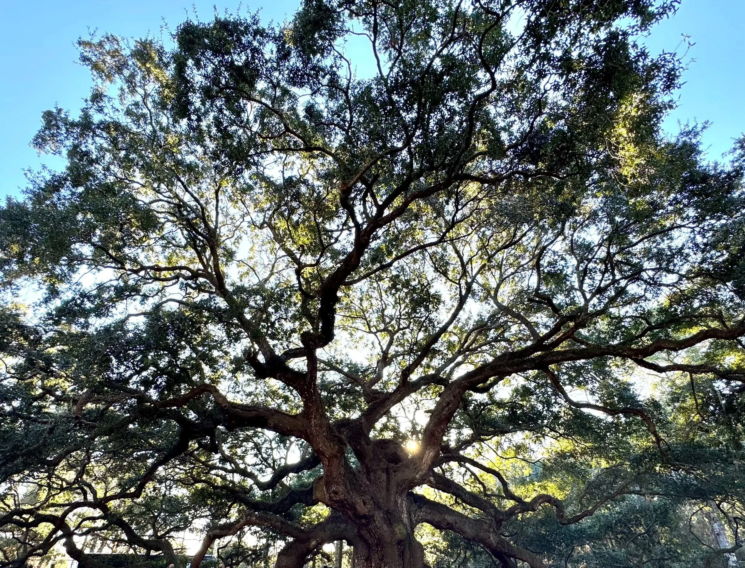 Large tree with thick branches and green leaves under a bright blue sky, with sunlight filtering through the foliage.