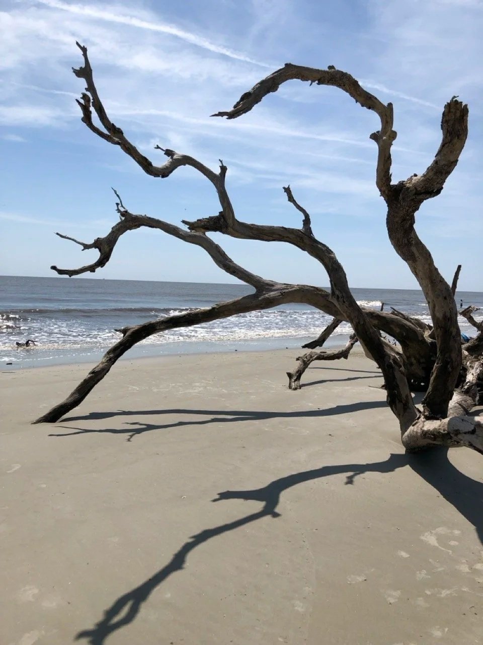 A fallen tree with twisted branches on a sandy beach near the ocean, with a partly cloudy sky overhead.