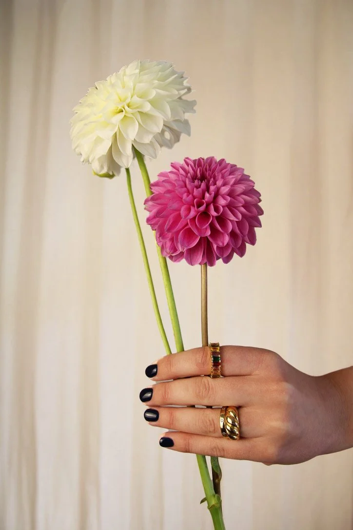 A person's hand holding two dahlias, one white and one pink against a neutral background.
