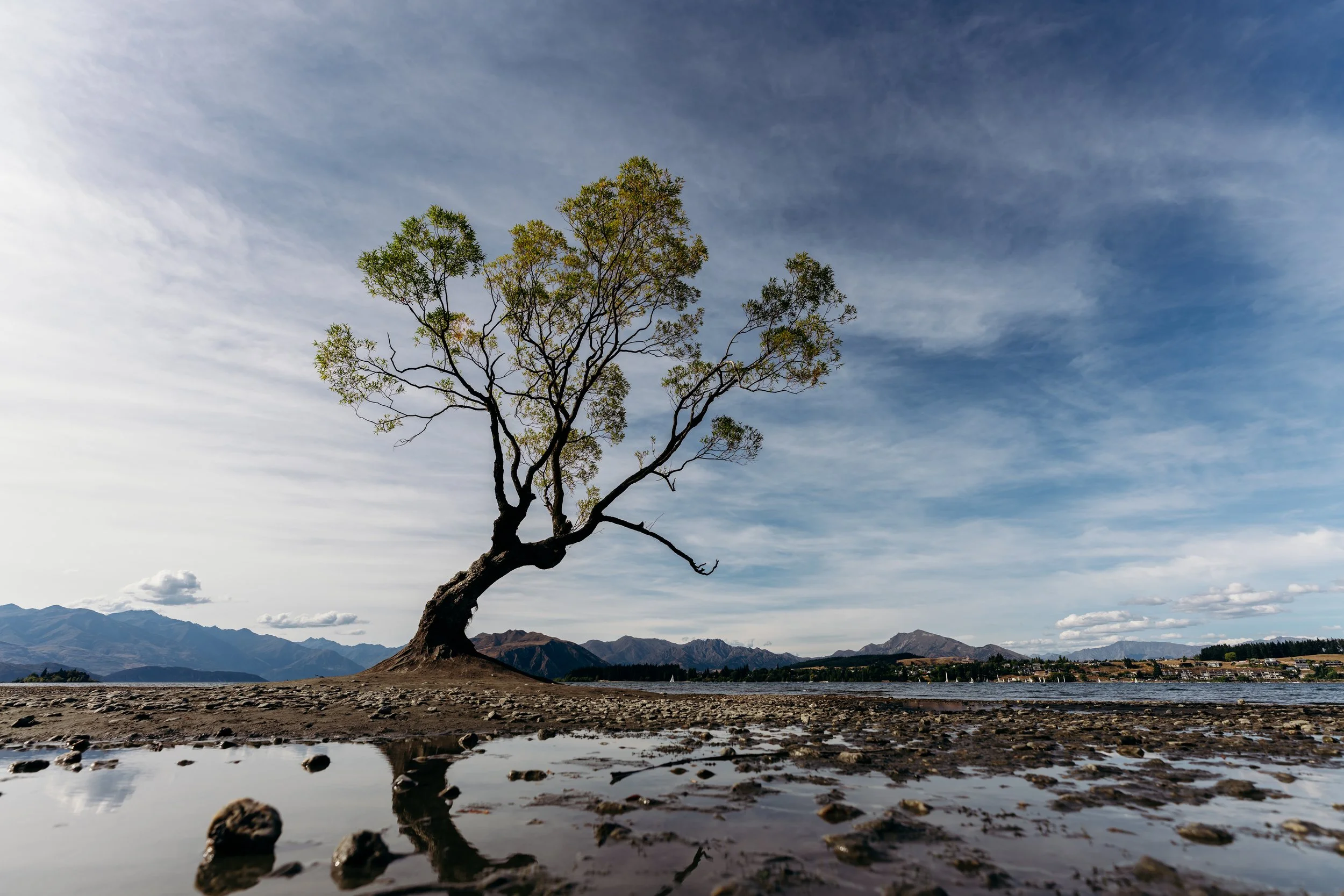 A lone tree with sparse green leaves stands on a rocky shoreline, reflecting in a small pool of water. Mountains are visible in the distance under a partly cloudy sky.