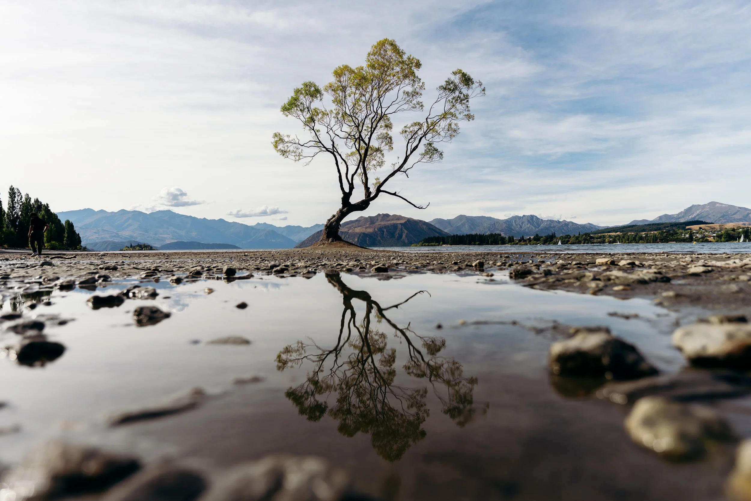 A solitary tree with green leaves and a curved trunk standing near a body of water, with mountains in the background and a partly cloudy sky.