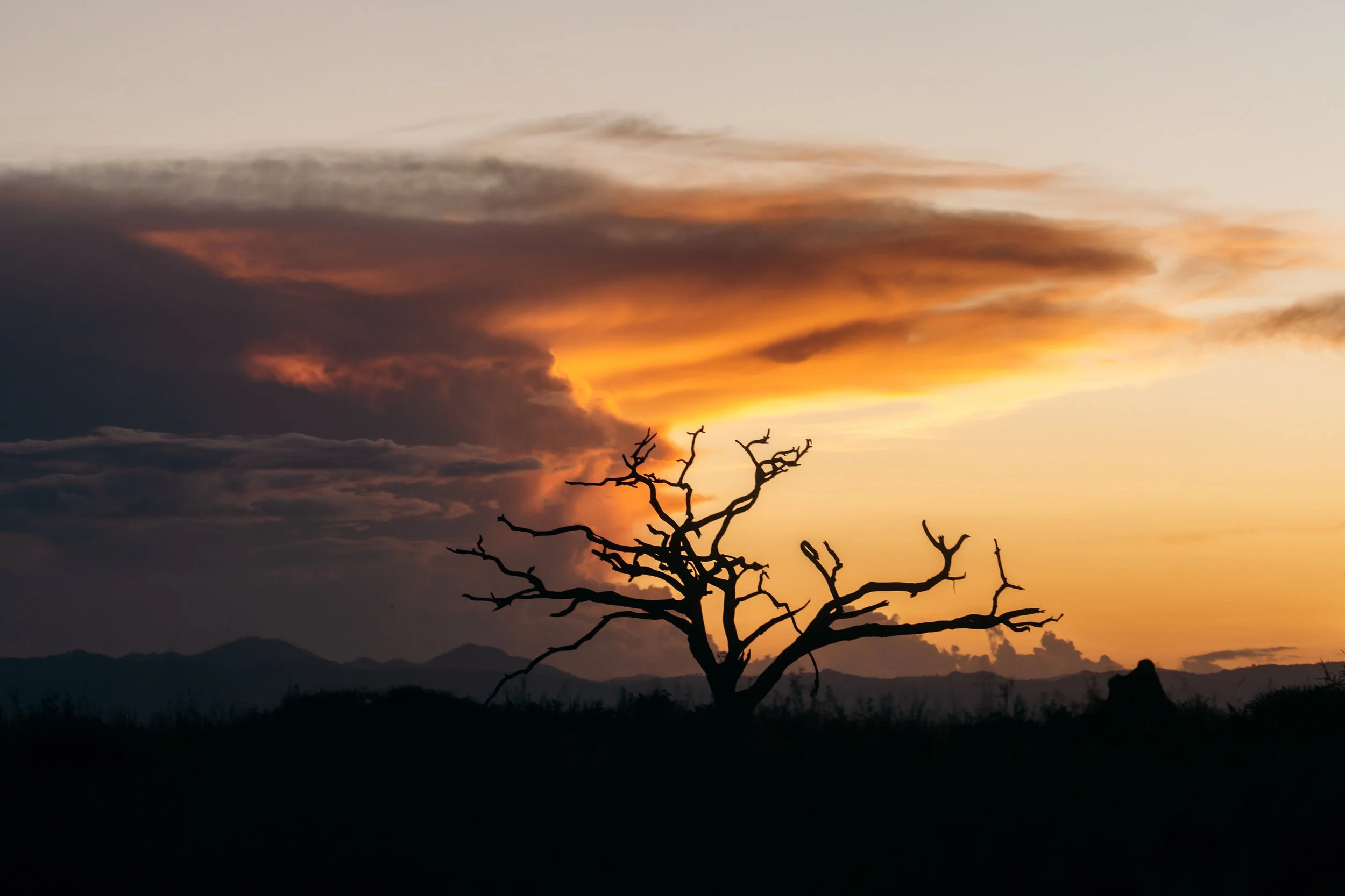 A sunset sky with orange, pink, and purple clouds. Silhouetted, leafless tree in the foreground, with mountains in the distance.