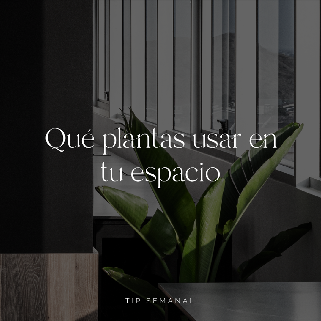 Que plantas usar.png
