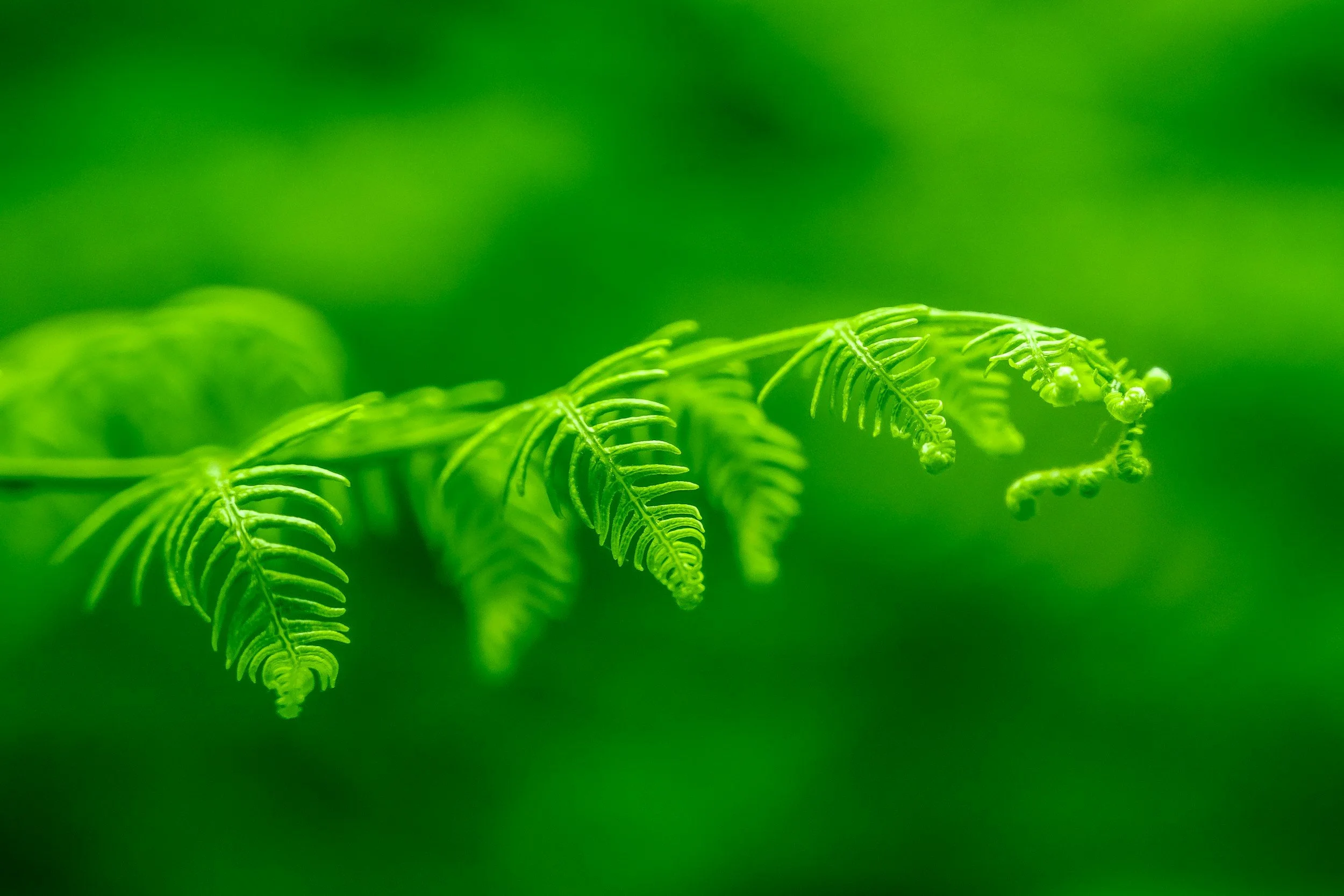 close-up of green  fern leaf blurred green background