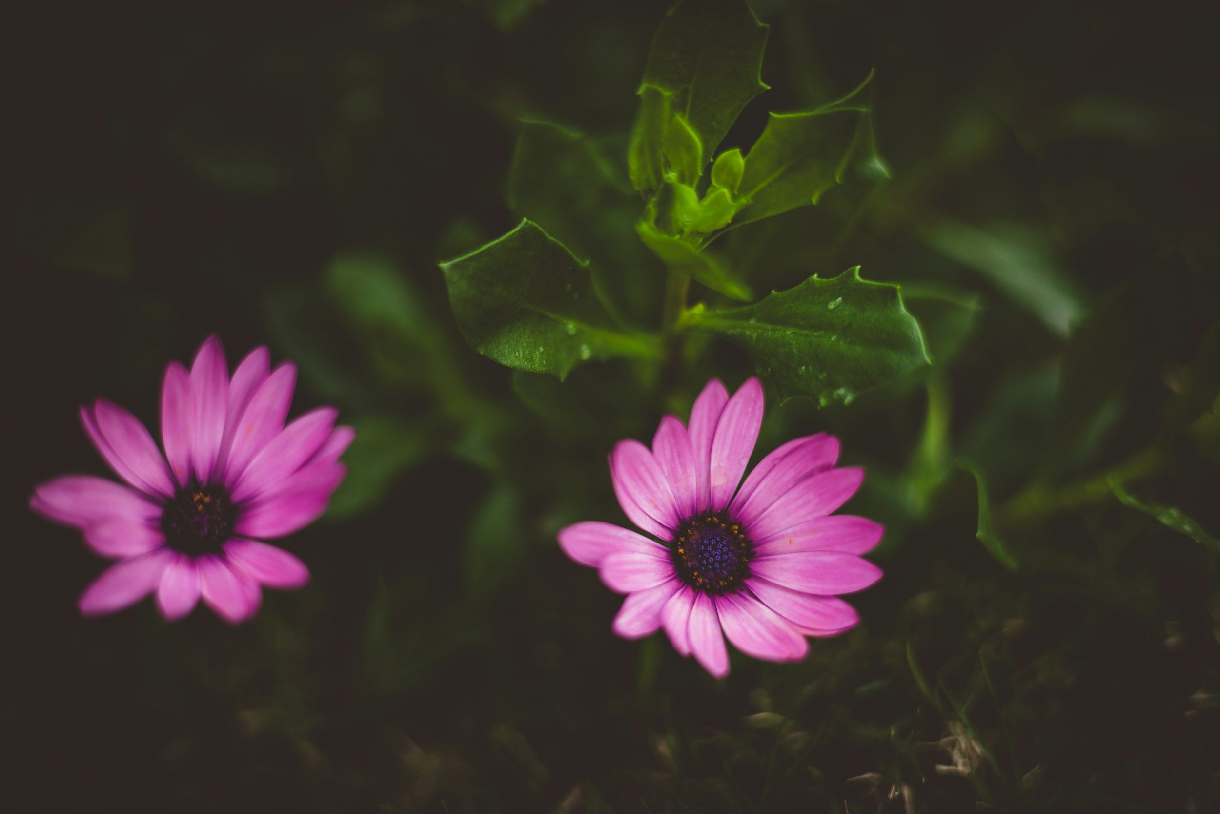 Close-up of two pink flowers with green leaves