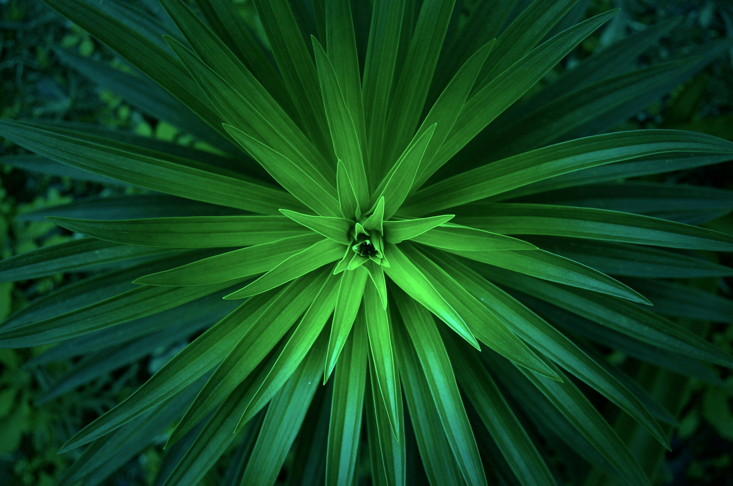 close-up of green plants with pointed leaves extended outward.