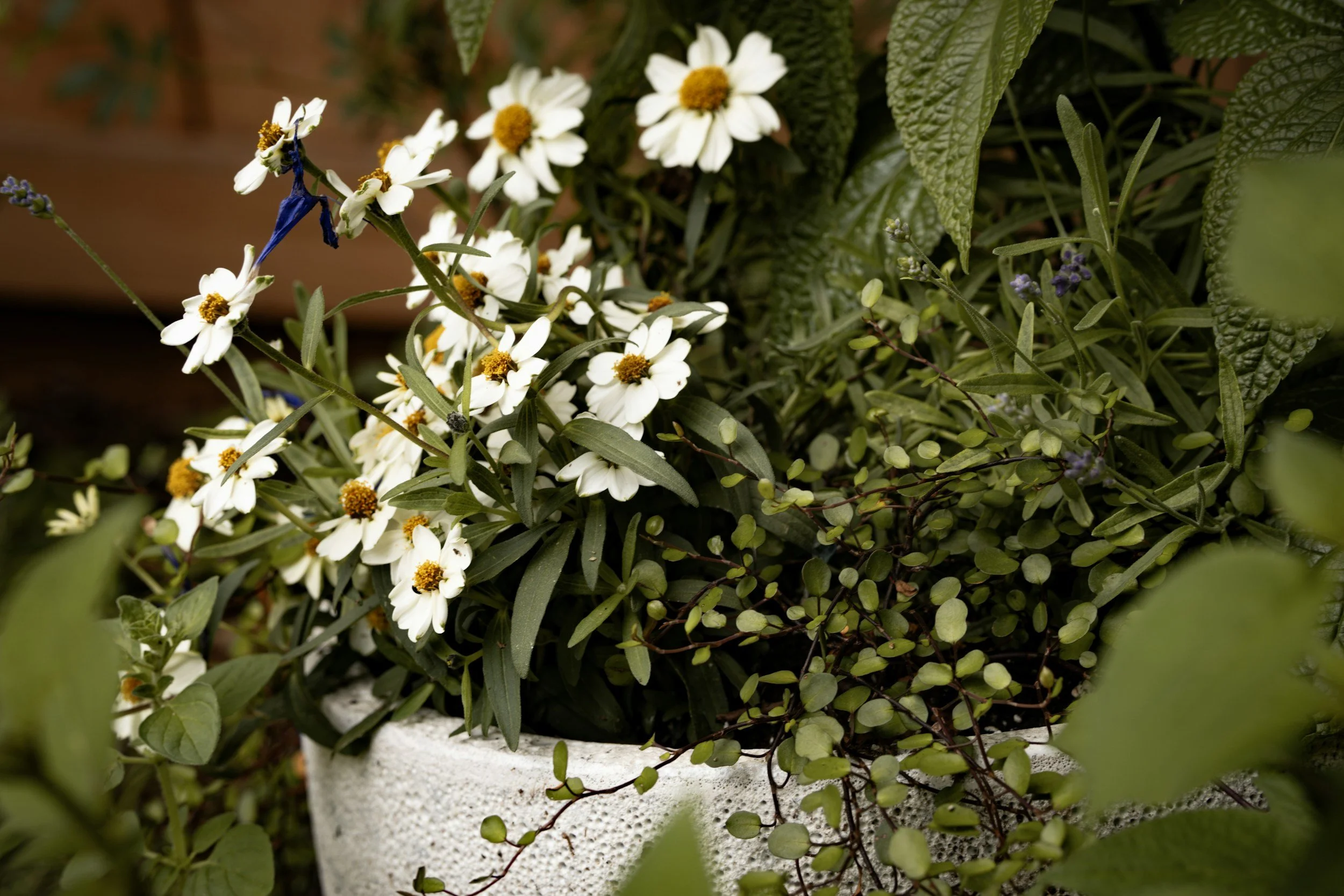 Close-up of potted white flower with yellow center and plants overflowing