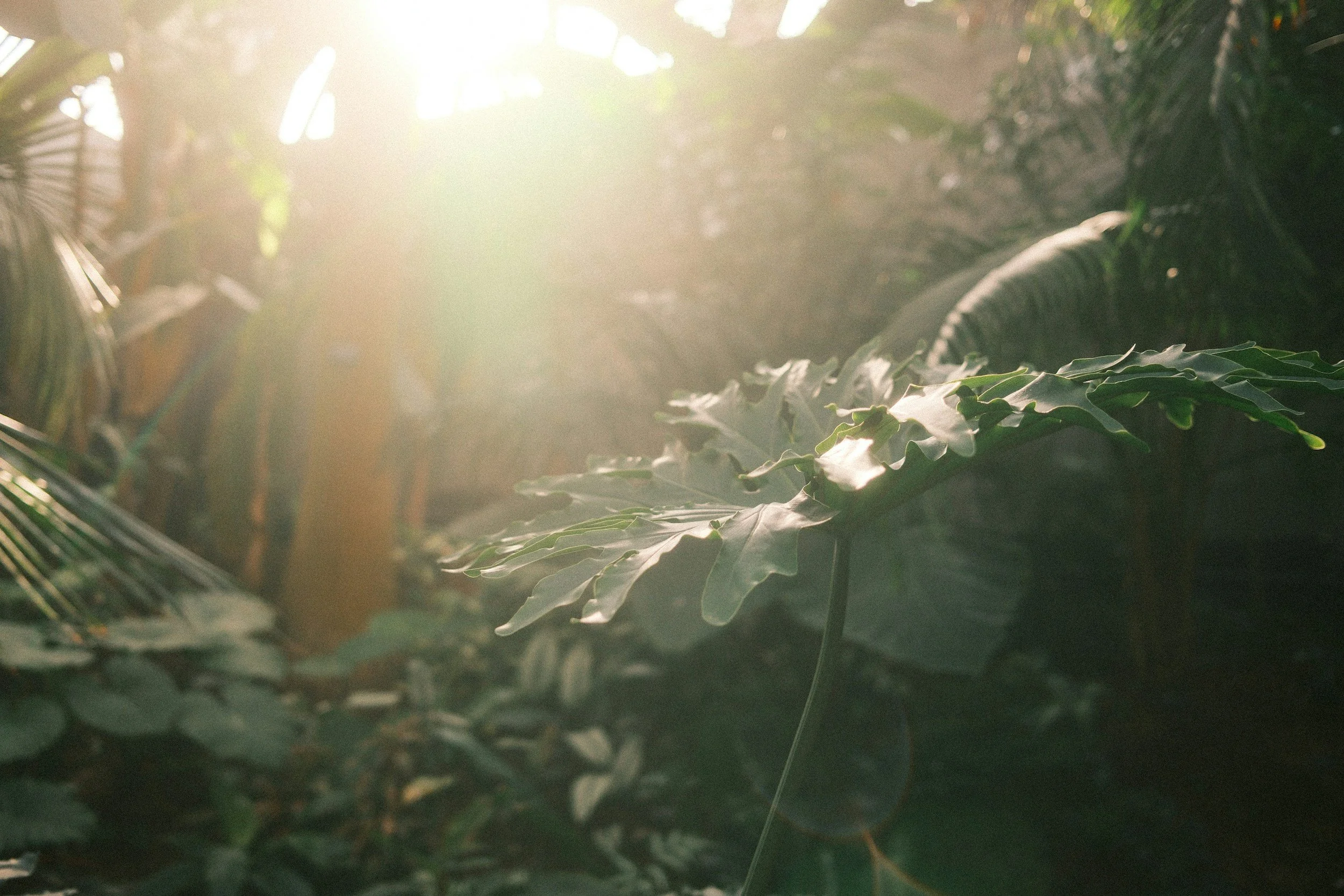 Close-up of large leaf in forest setting with sunlight streaming down