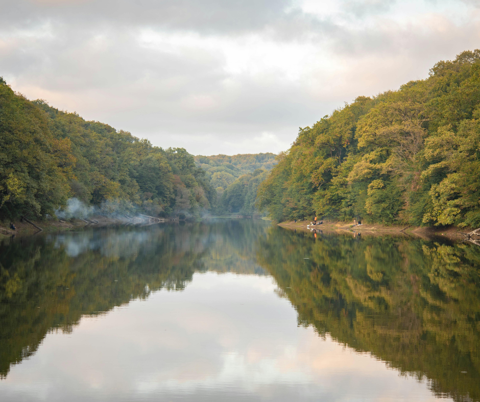 river surrounded by lush green trees on either side