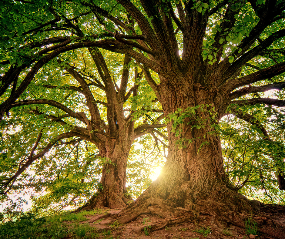Two large trees with sunlight streaming through