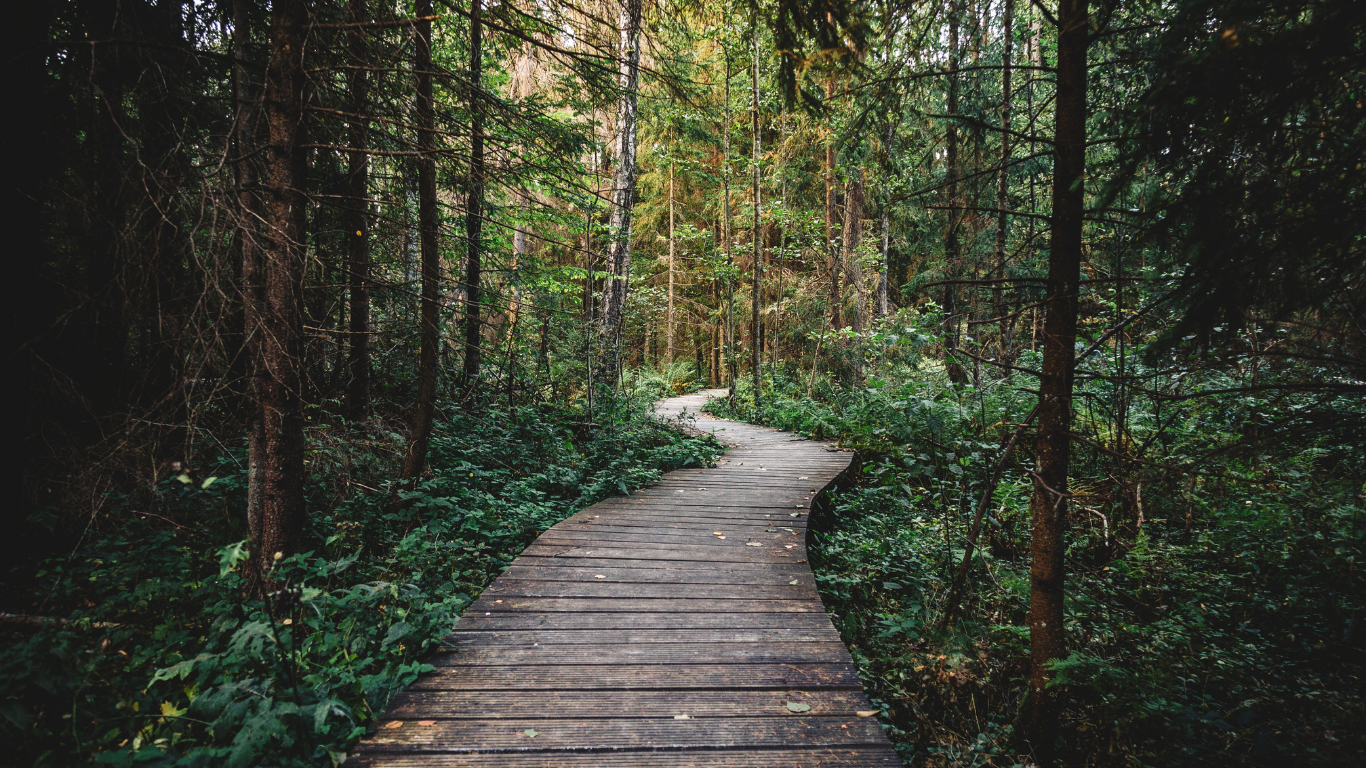 Forest with wooden plank path winding through it.