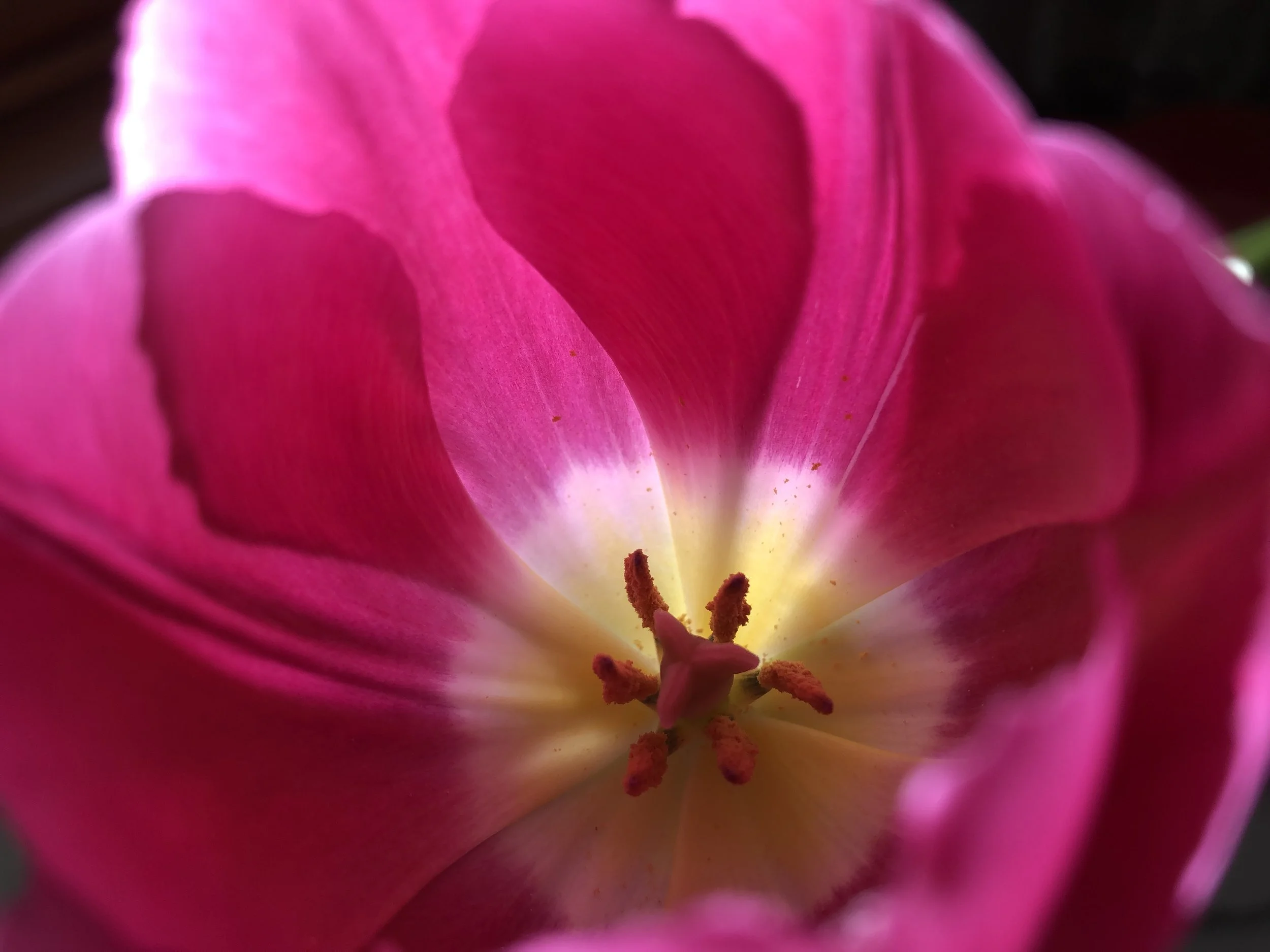 Close-up of pink tulip. (Photo credit: Melissa Mitchell-Hooge)