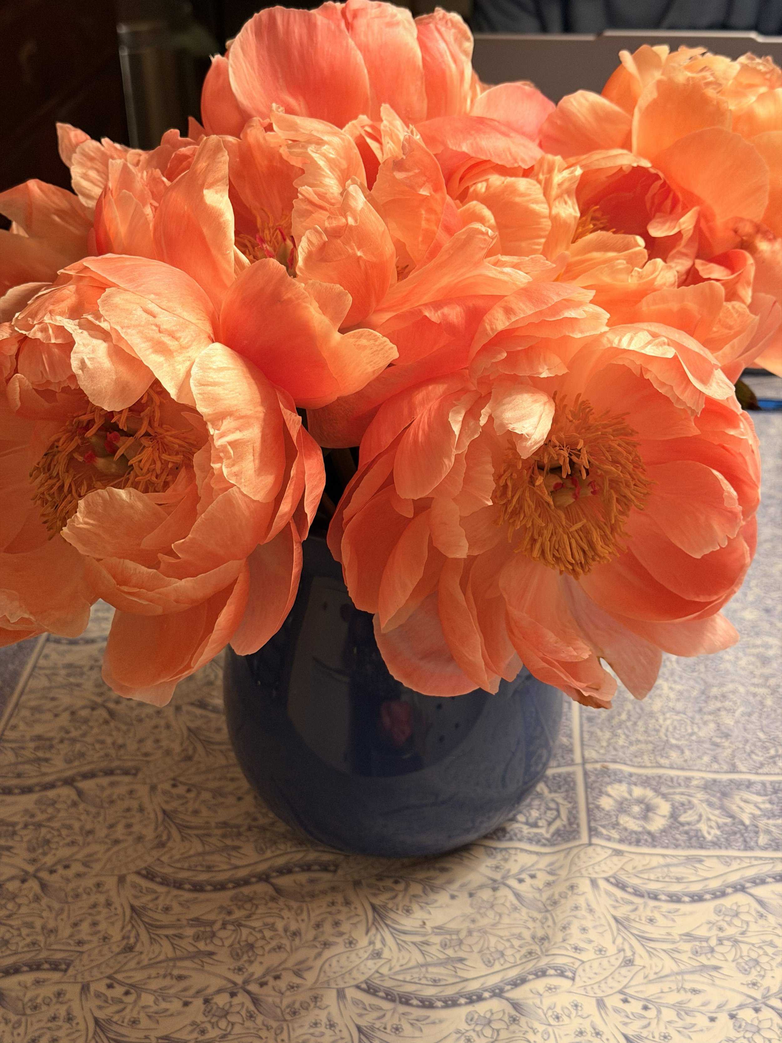 ApricotCharmPeonies.jpg