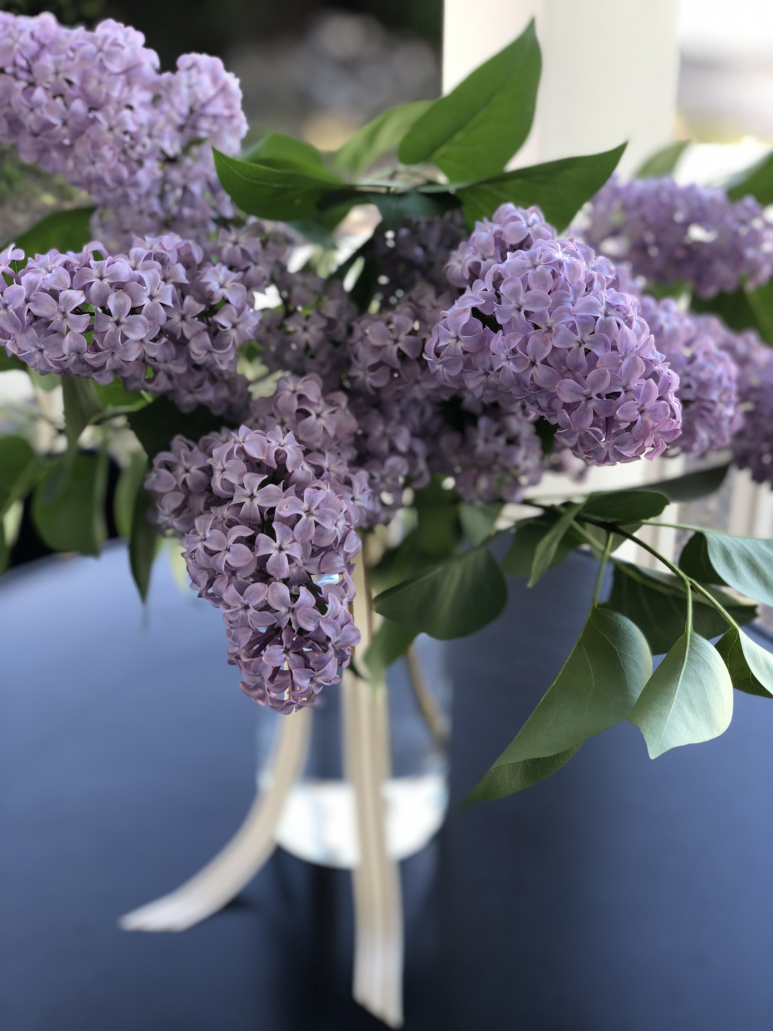 The abundance of Spring! Beautiful purple lilacs tied with ribbon and set in a clear glass vase. (Floral design and photo credit: Melissa Mitchell-Hooge)