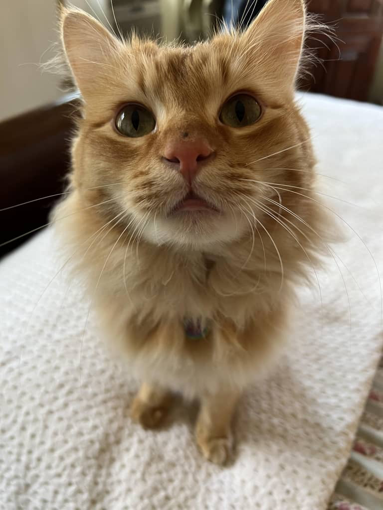Our amazing adventure cat, Barley. (Photo credit: Serena Marini)