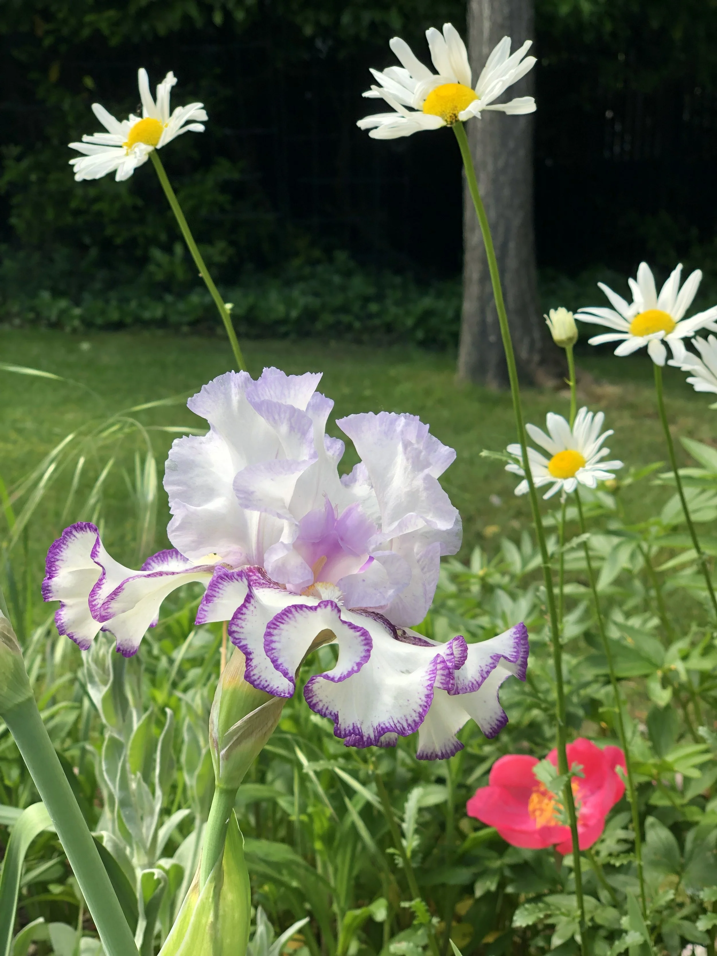 Daisies, Iris, and poppy, Ashland, Oregon. (Photo credit: Melissa Mitchell-Hooge)