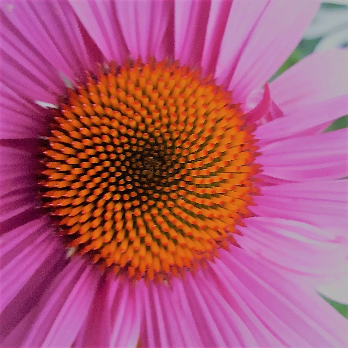 Close-up of purple echinacea flower, Ashland, Oregon. (Photo credit: Melissa Mitchell-Hooge)