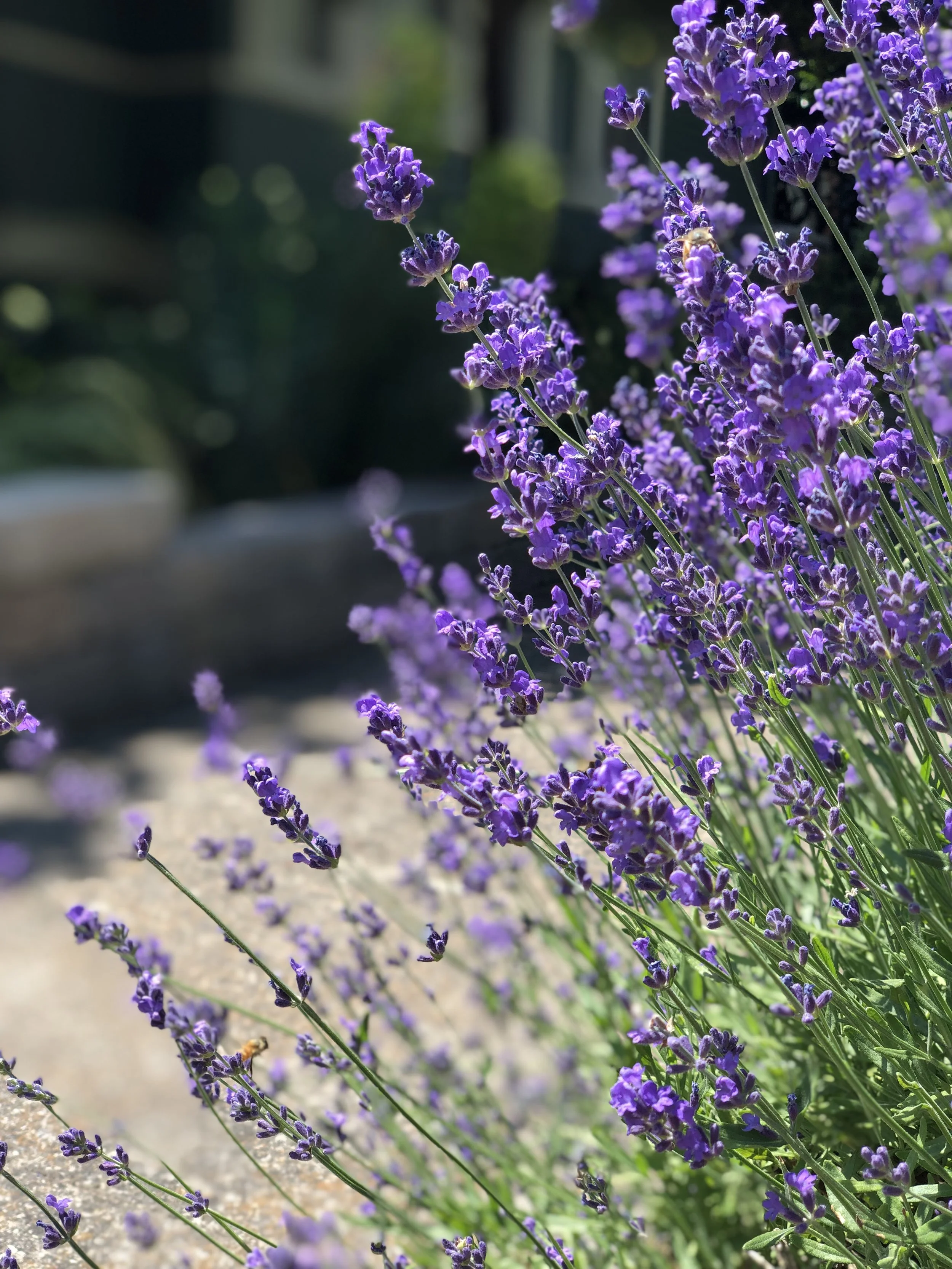 Hidcote Lavender blooming in June behind Bloomie's Boutique! (Photo credit: Melissa Mitchell-Hooge)