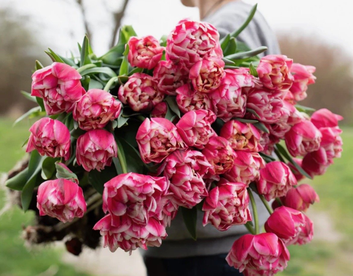 Columbus Double Petal Tulips from Flora Farm & Design Studio. (Photo credit: Stacey Denton, Flora Farm & Design Studio)