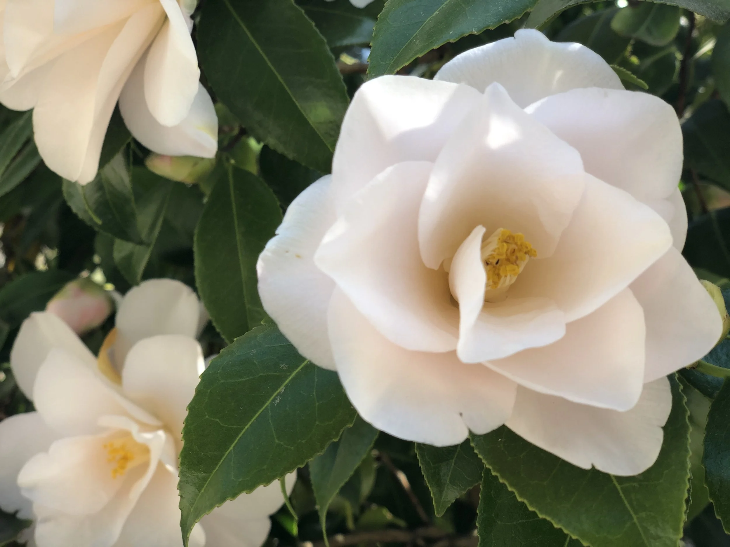 Soft pink camellias in full bloom in Lithia Park, Ashland, Oregon. (Photo credit: Melissa Mitchell-Hooge)