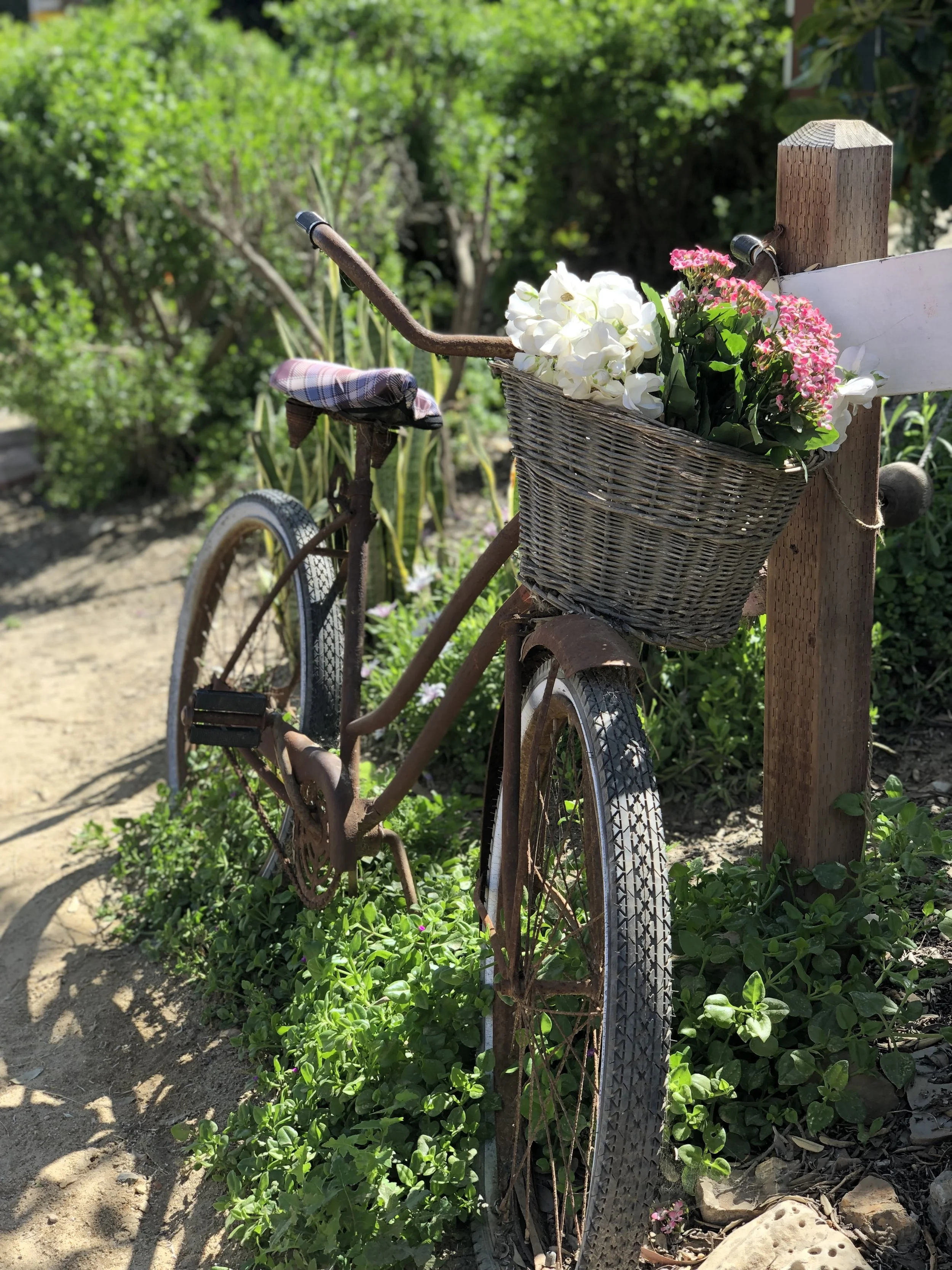 Bike with flower basket, Crystal Cove State Park, Laguna Beach, California. (Photo credit: Melissa Mitchell-Hooge)