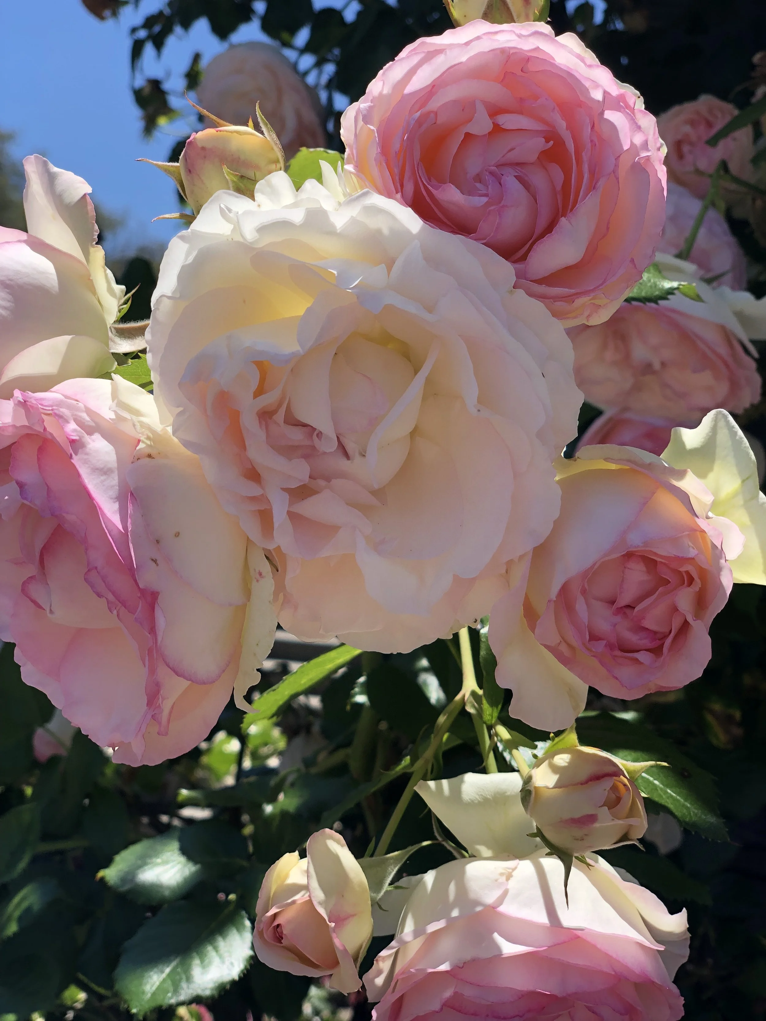 Pink roses at Heather Farm Rose Garden in Walnut Creek, California. (Photo credit: Melissa Mitchell-Hooge)
