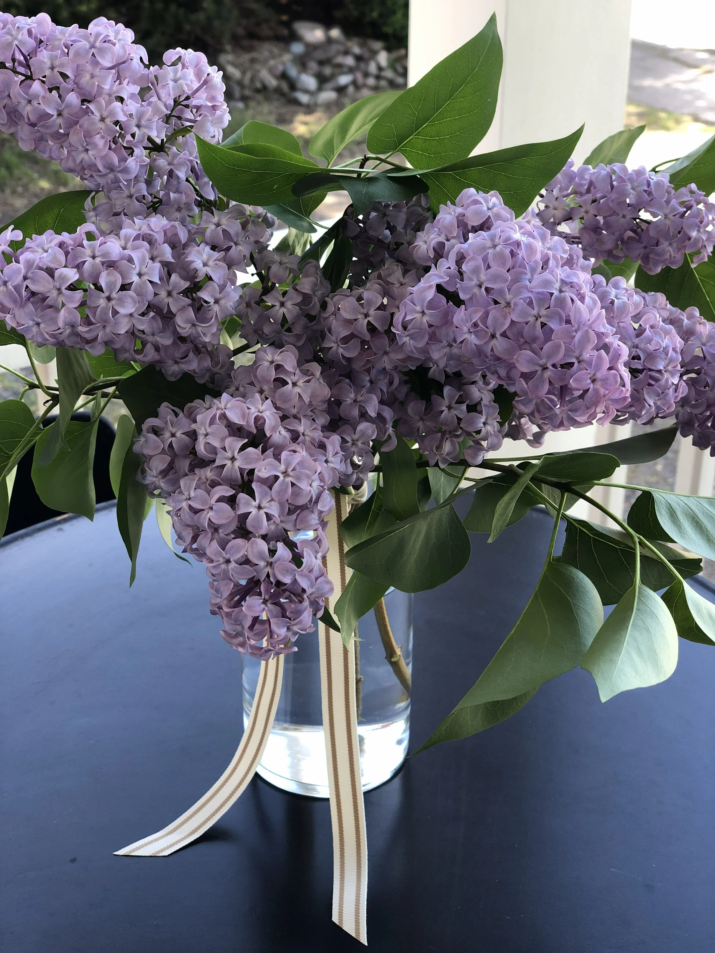 Purple lilacs with striped ribbon arranged in a clear, glass vase