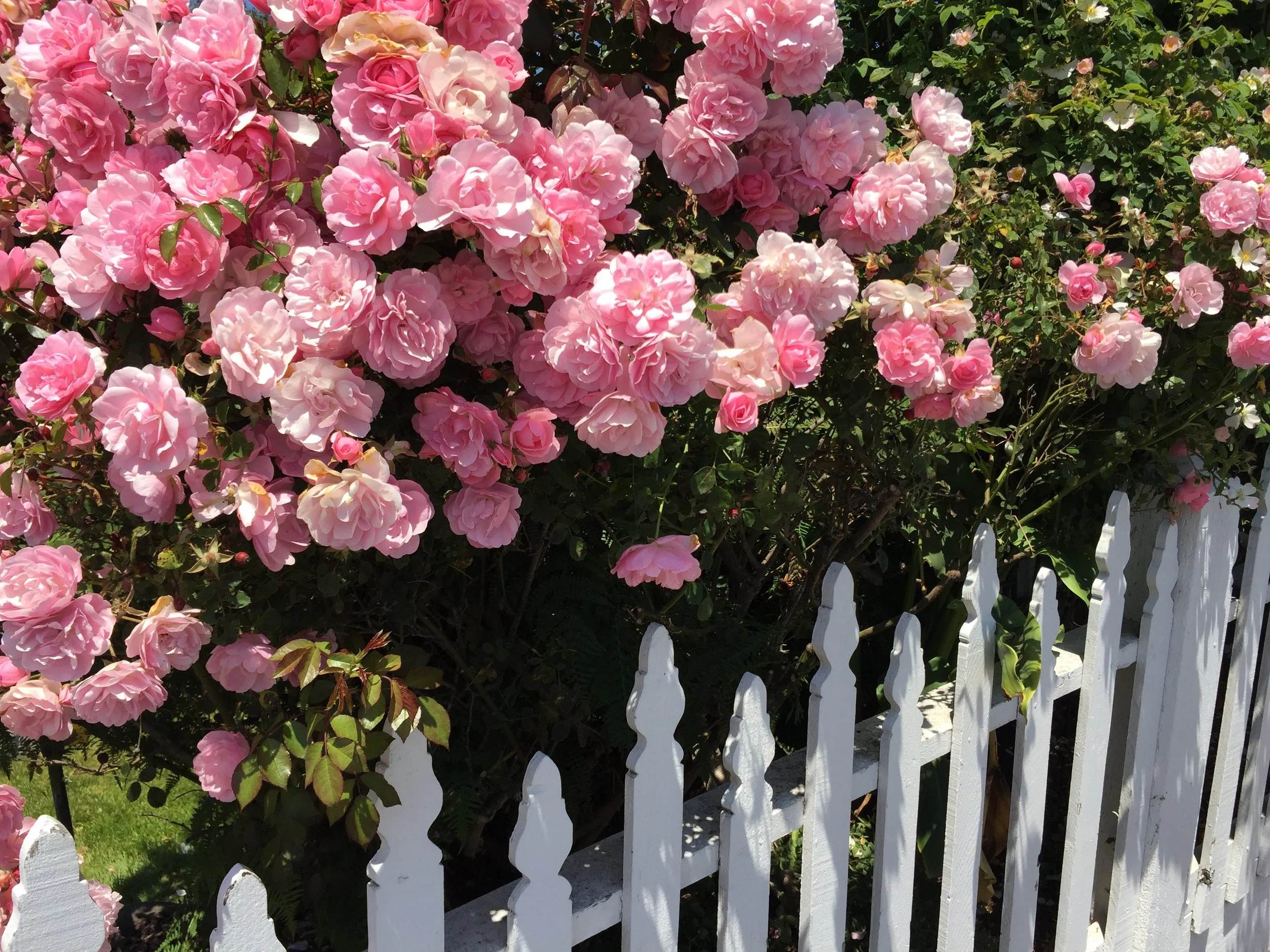 An explosion of beautiful, pink roses atop a white, picket fence in Mendocino, California. (Photo credit: Melissa Mitchell-Hooge)