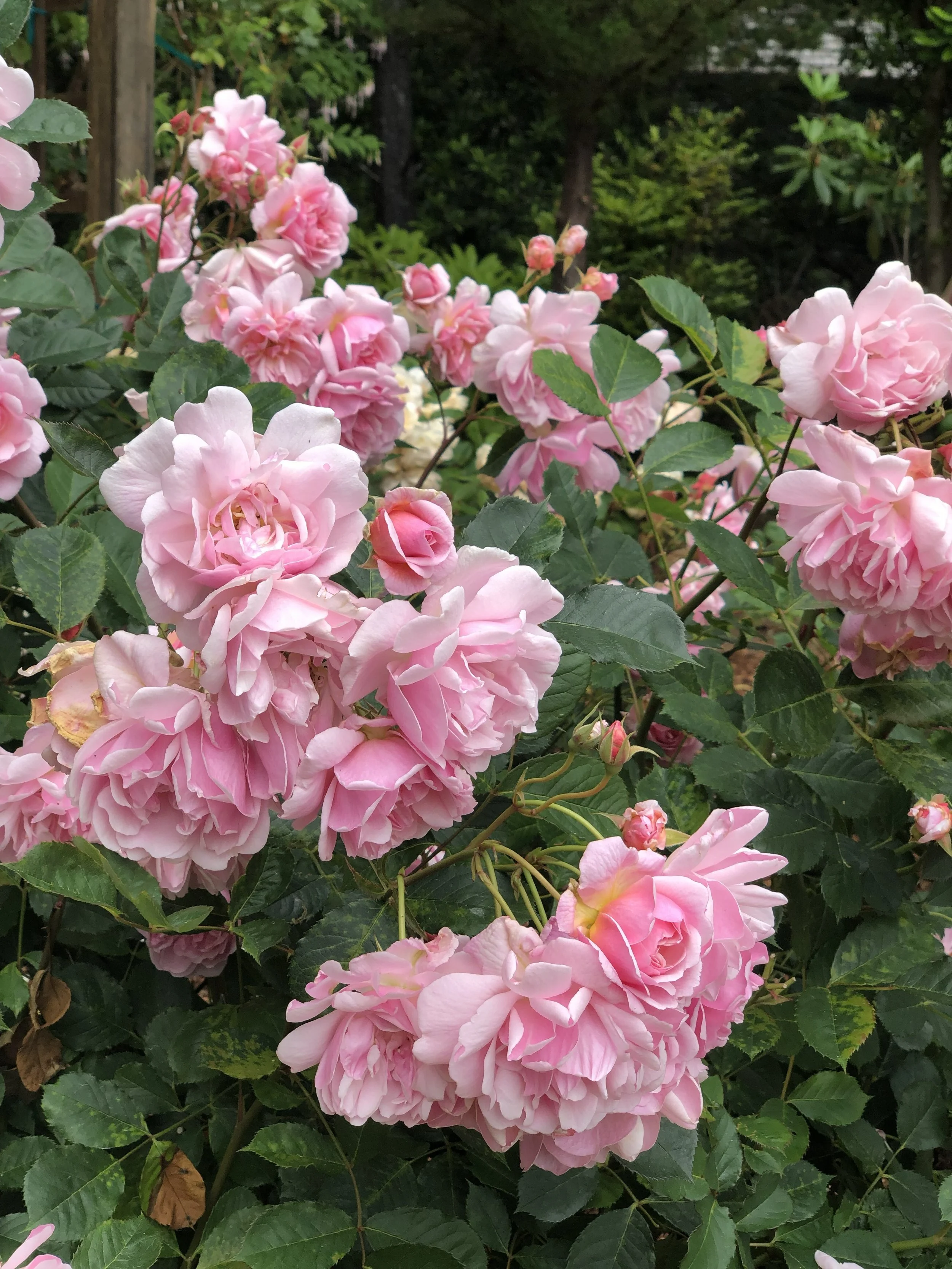 Roses in bloom at Shore Acres State Park, Coos Bay, Oregon. (Photo credit: Melissa Mitchell-Hooge)