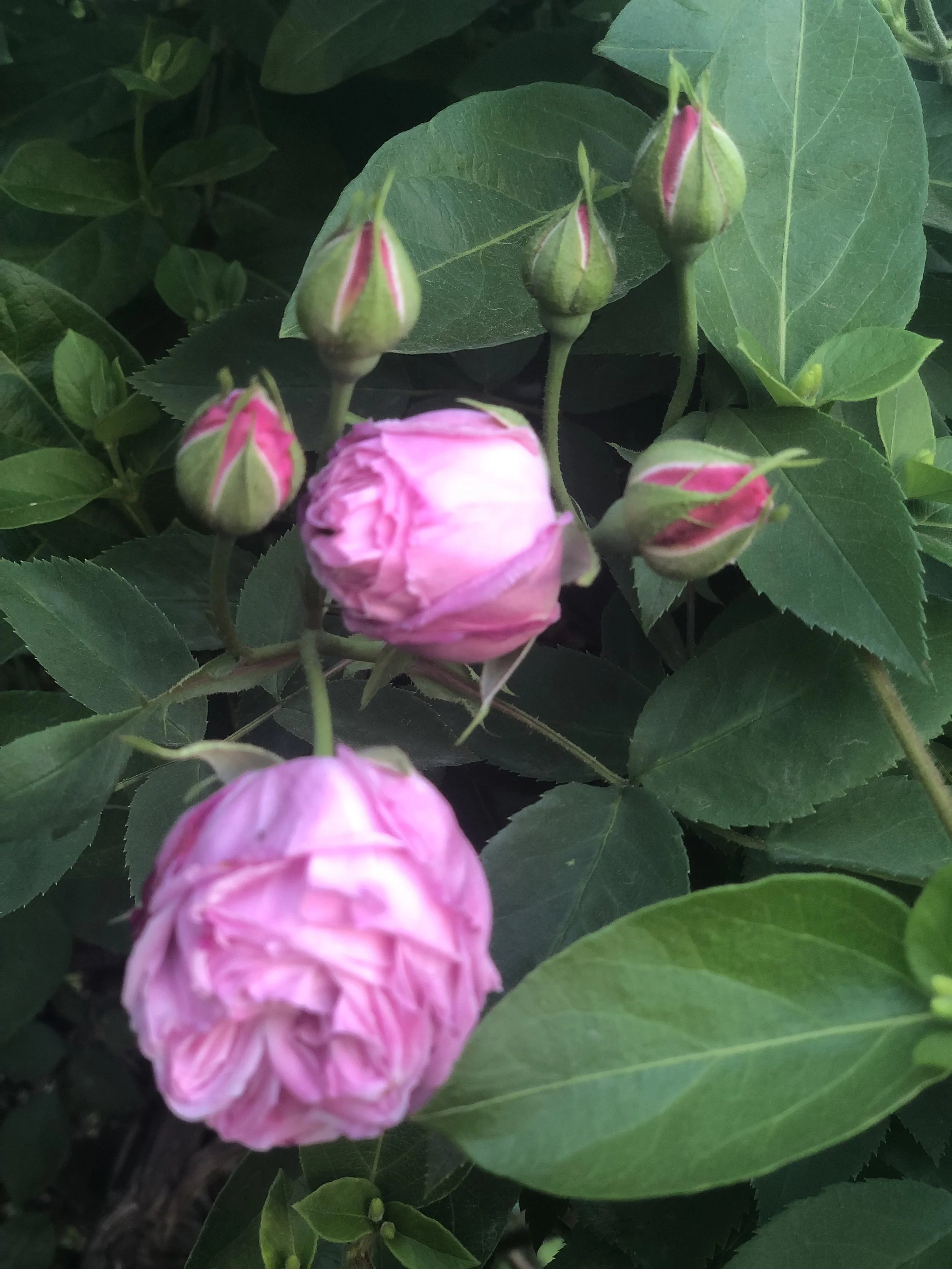 Pink roses, Ashland, Oregon. (Photo credit: Melissa Mitchell-Hooge)