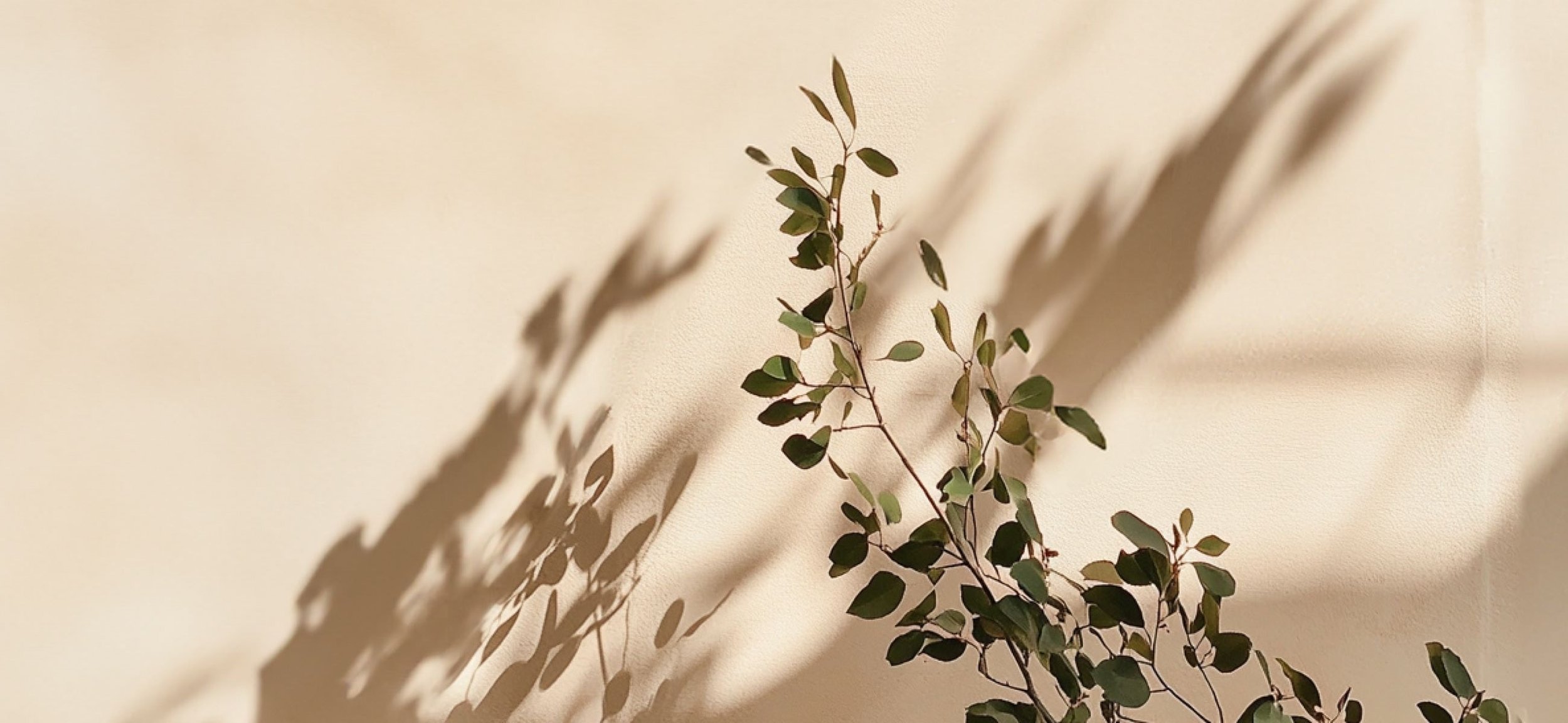 A small leafy branch casting shadows on a beige wall.