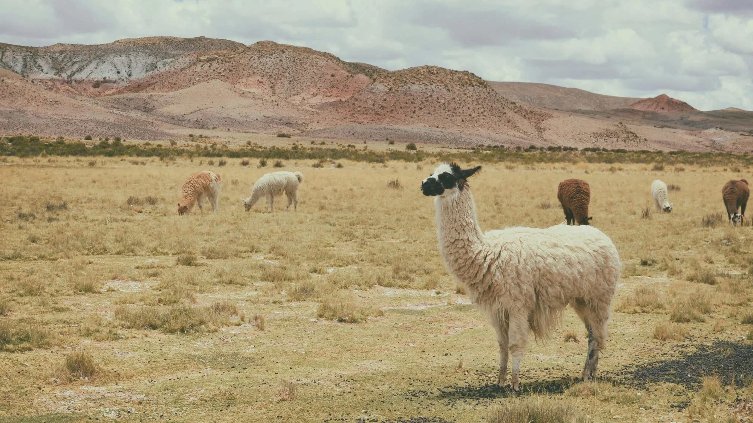 A llama standing on dry grassland with mountains in the background, surrounded by grazing alpacas or llamas in a semi-arid landscape.