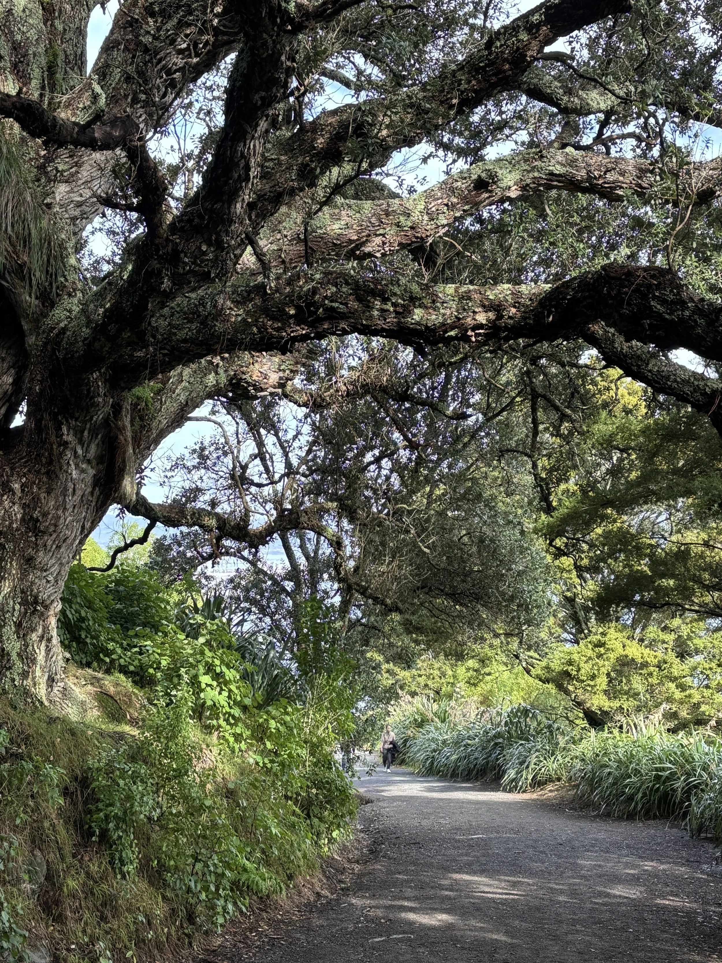 the beauty of nature, pohutukawa nature walk