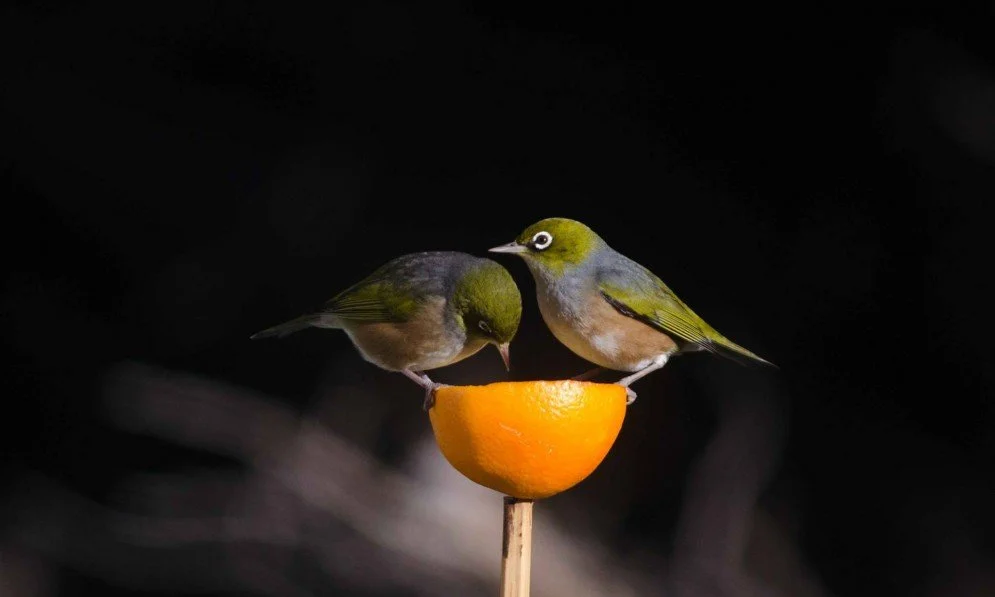 Bird Feeding