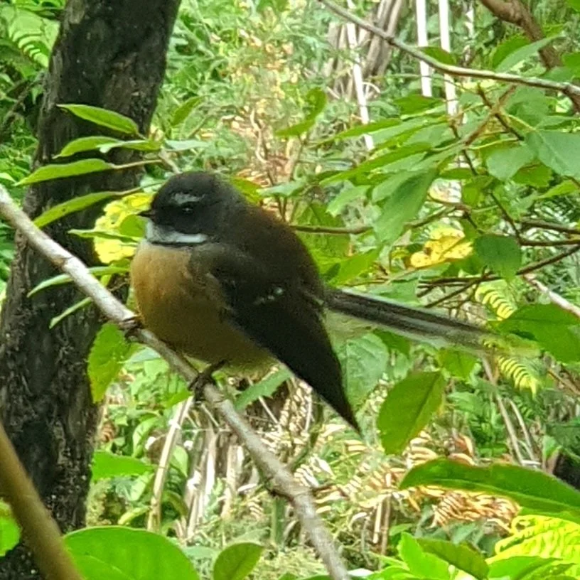 piwakawaka fantail