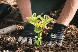 Planting Wildlife Friendly Habitat