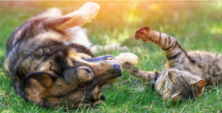 Backyard Pets