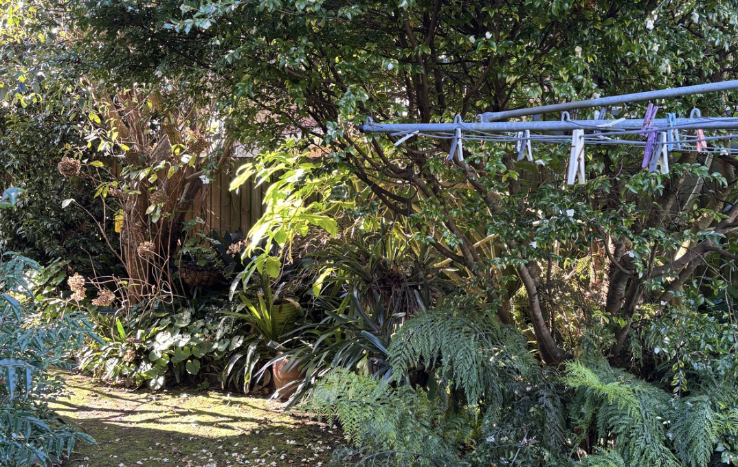 a flourishing habitat in a backyard NZ