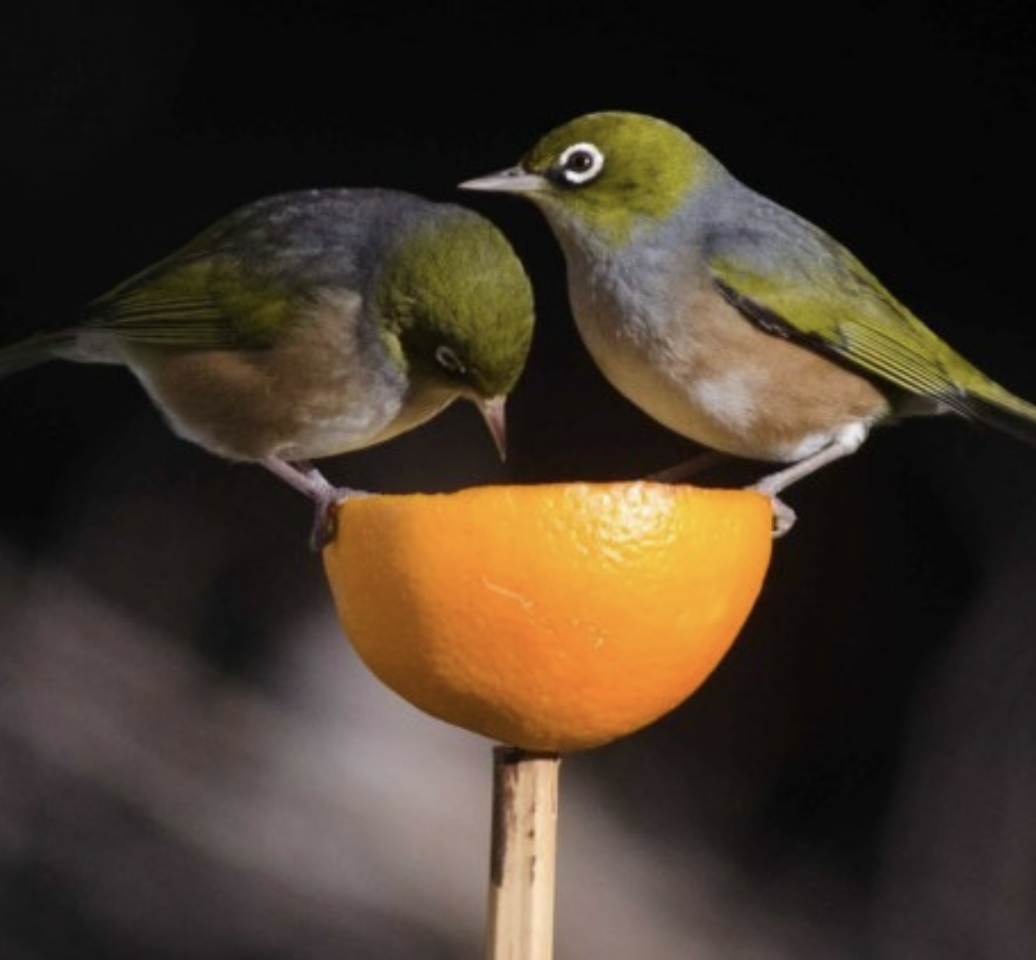 waxeye tauhou bird NZ
