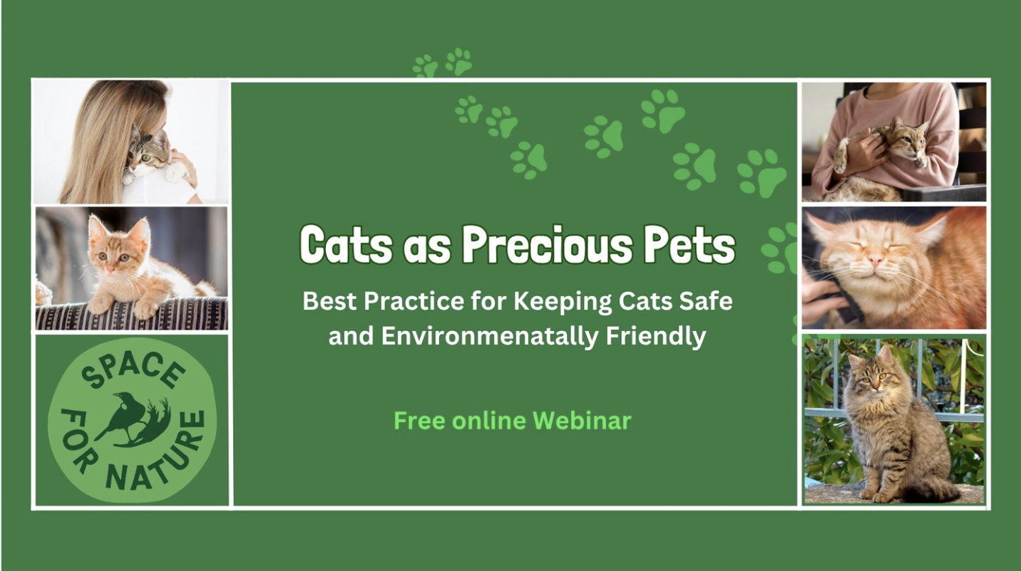Cats Webinar