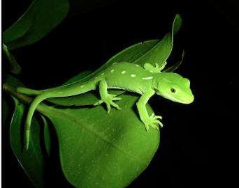 Lounging Lizards