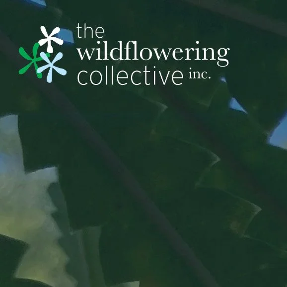 Welcome to The Wildflowering Collective Inc.

A not-for-profit association of artists and cultural practitioners who work with nature, place and ecological systems through contemporary art and cultural practice.