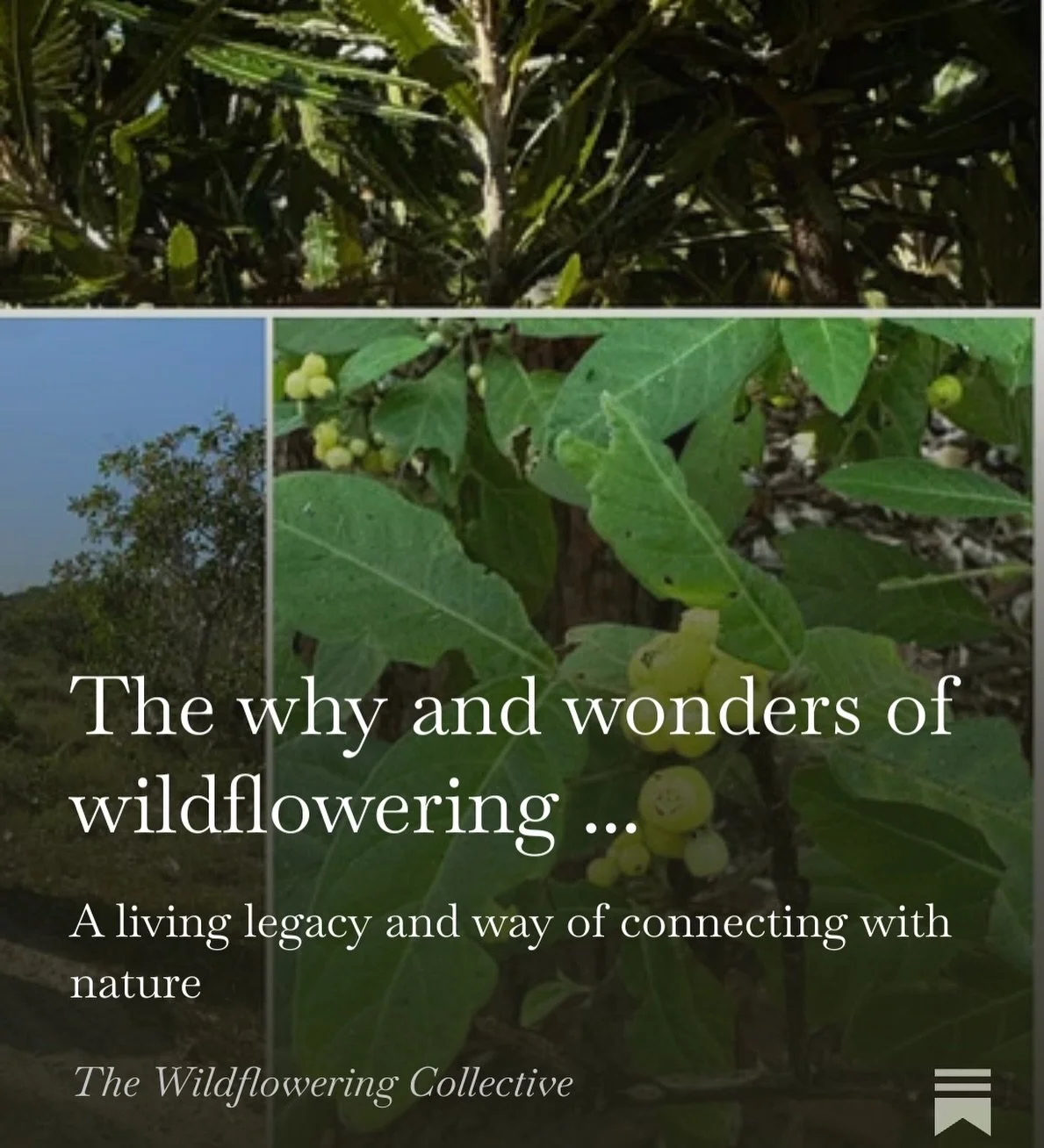Find out more about why we are wild about wildflowering! President &amp; Wild/flower Woman Sue Davis has written our first Substack essay and it&rsquo;s just gone live. In this piece she shares the background snd meaning of the word we&rsquo;ve adopt