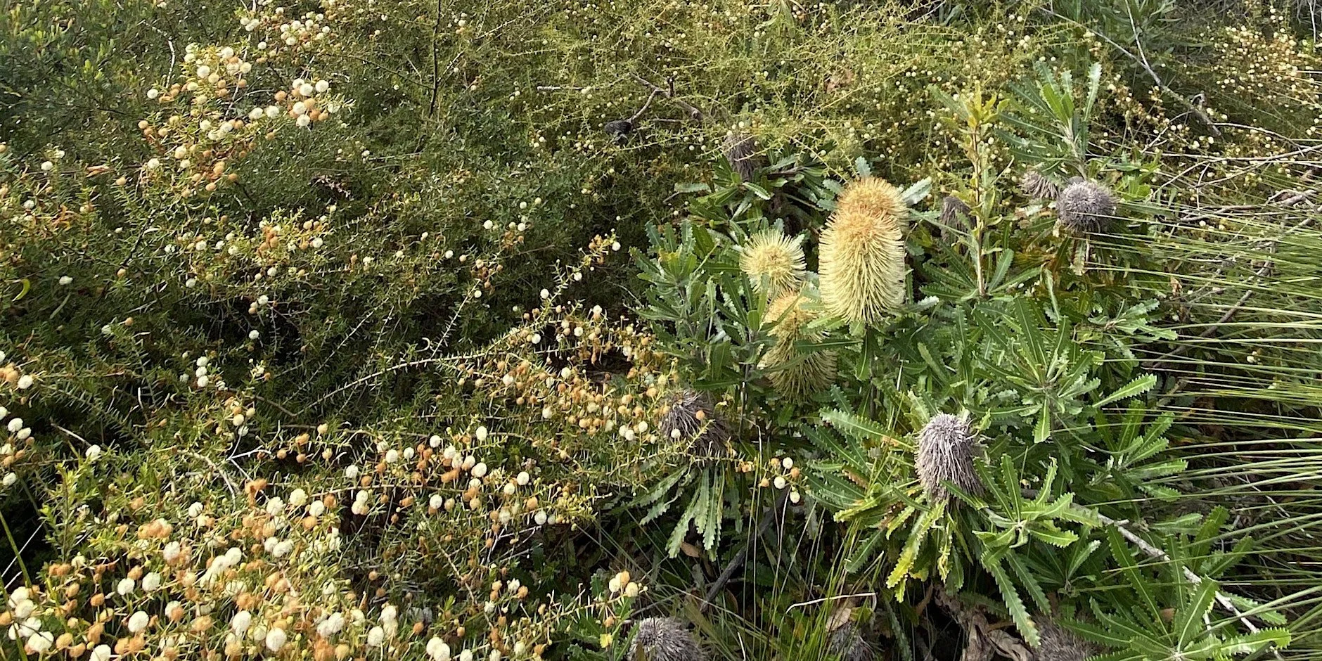 Wildflower Wonders near Noosa (Park Edge, Sunshine Beach) 