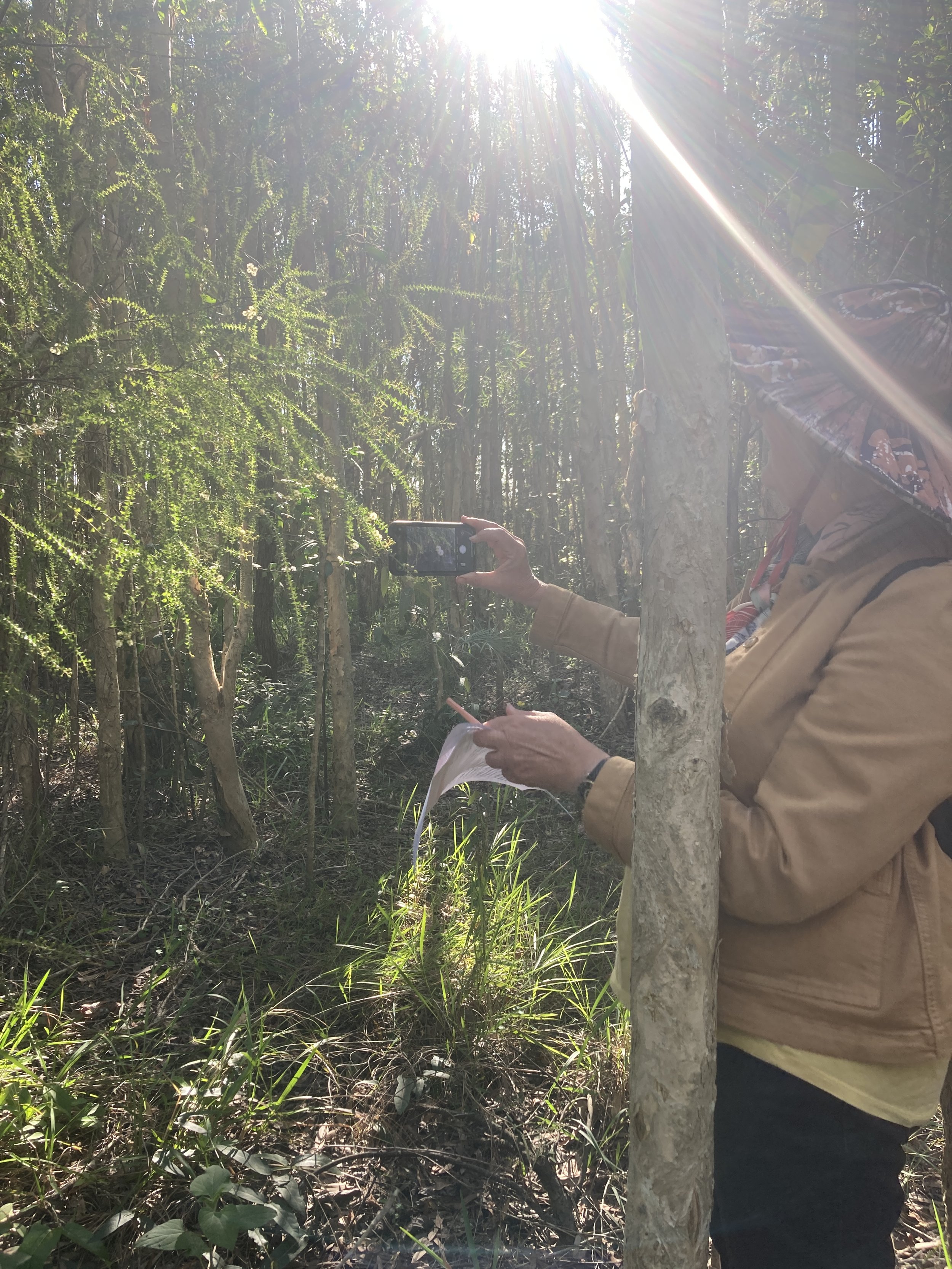 Person taking a photo with a smartphone in a forest, with the sunlight shining brightly through the trees.