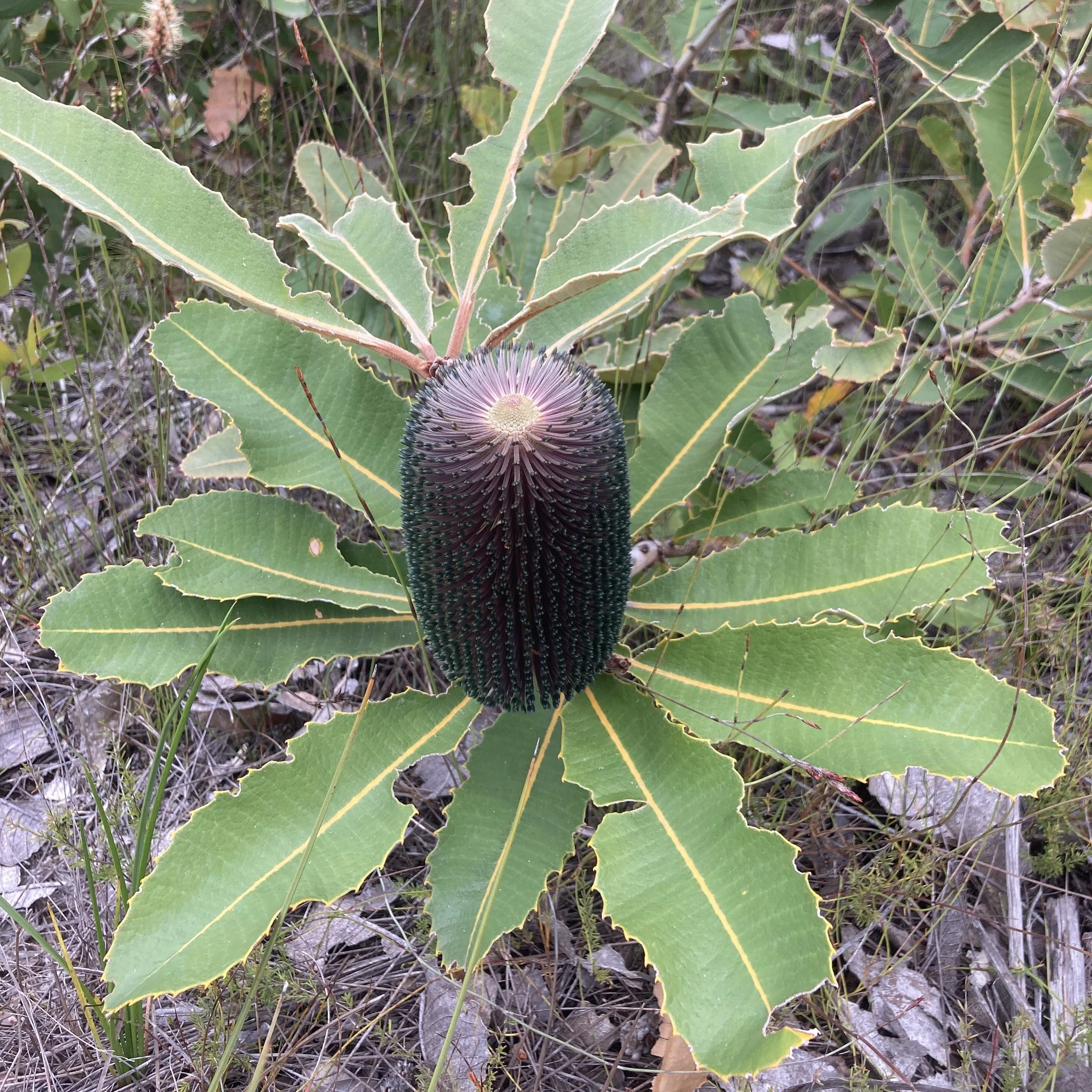A large green plant with elongated, pointed leaves surrounding a tall, cylindrical, dark purple flower head with small spiky protrusions.