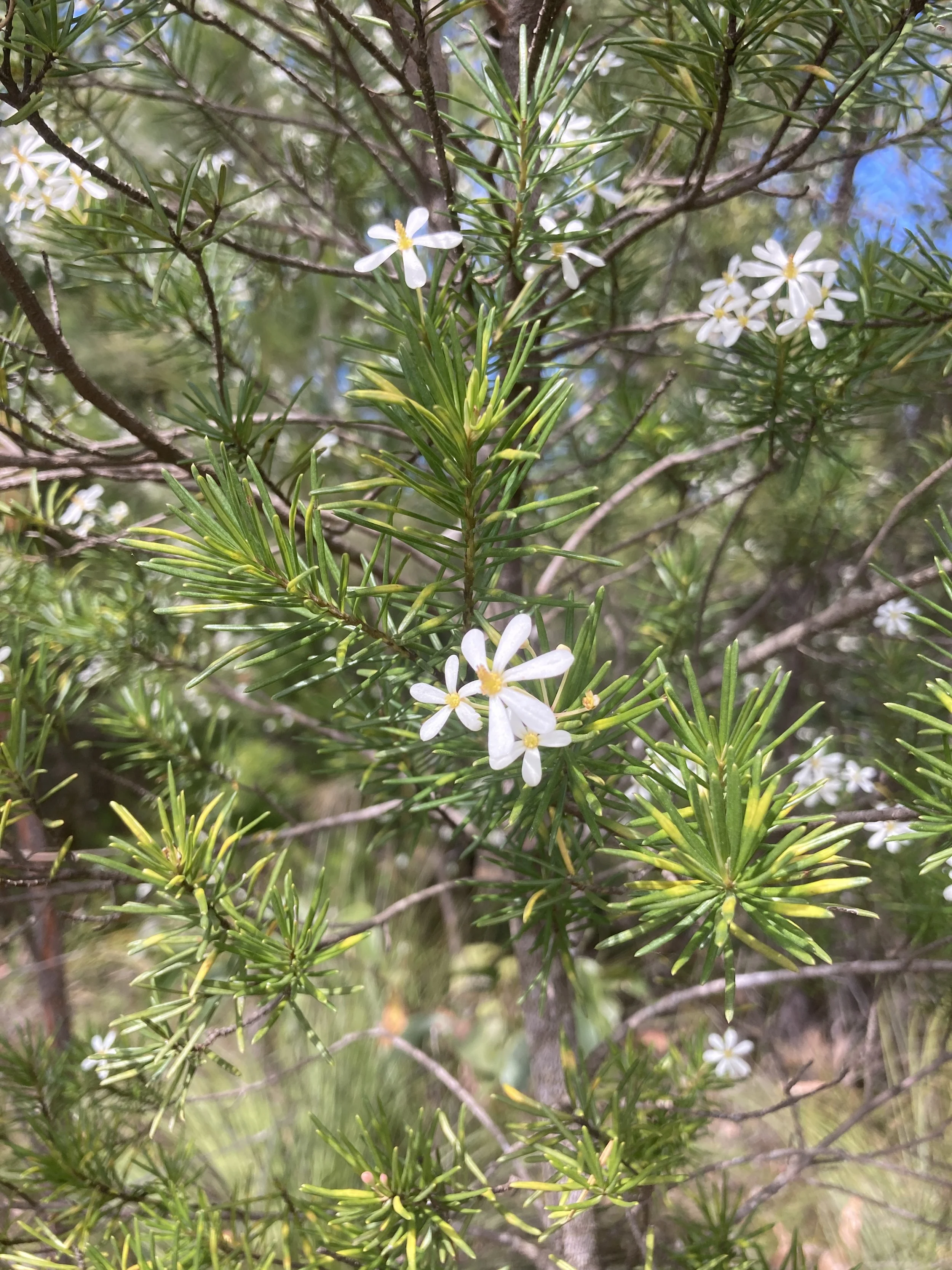 Close-up of a bush with small white flowers and green needle-like leaves.
