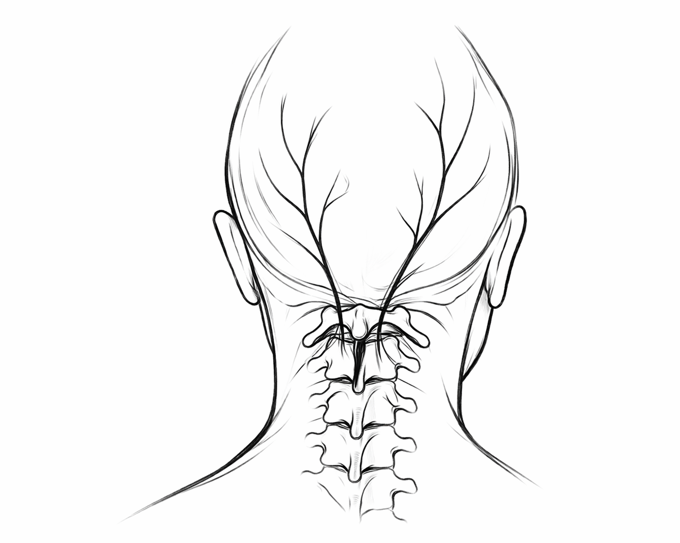 Line drawing of the back of the neck showing cervical muscles, nerves, and spine.